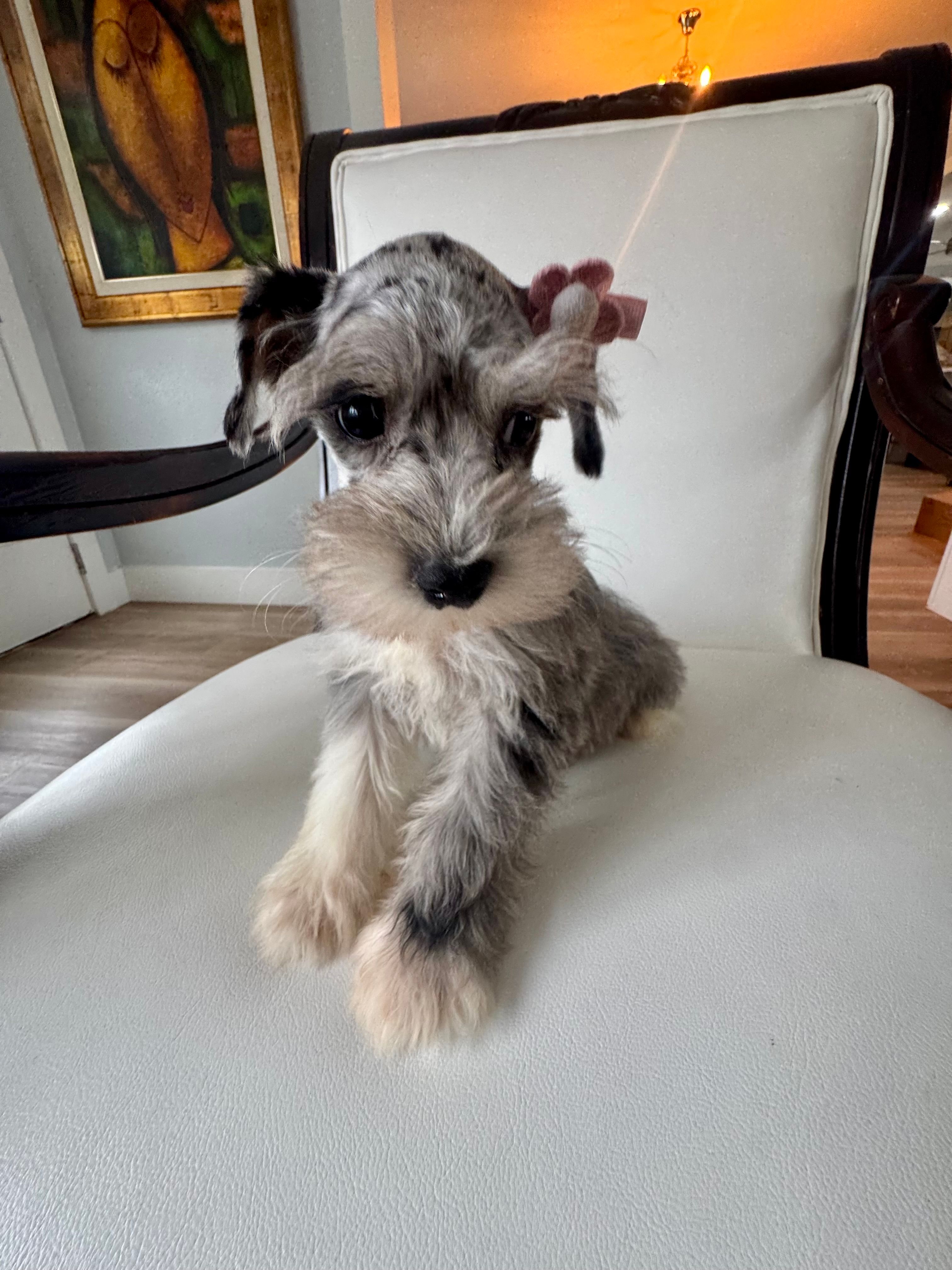 Candy – Miniature Schnauzer puppy for sale in Orlando, FL