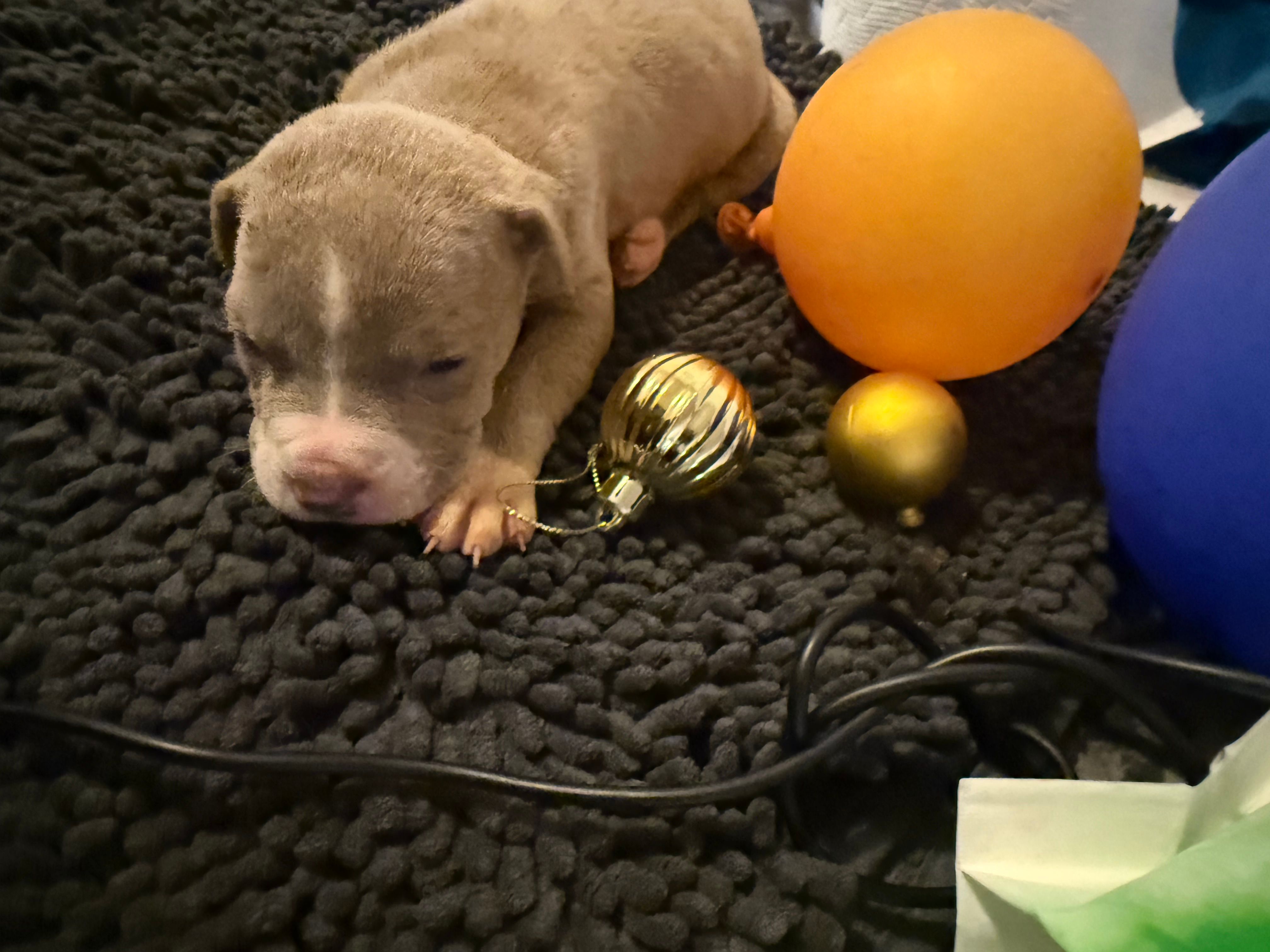 Little BHB4 – American Pit Bull Terrier puppy for sale in Denver, CO