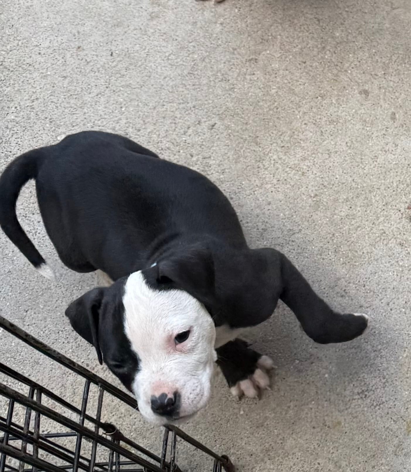 Maui – American Staffordshire Terrier puppy for sale in Denver, CO