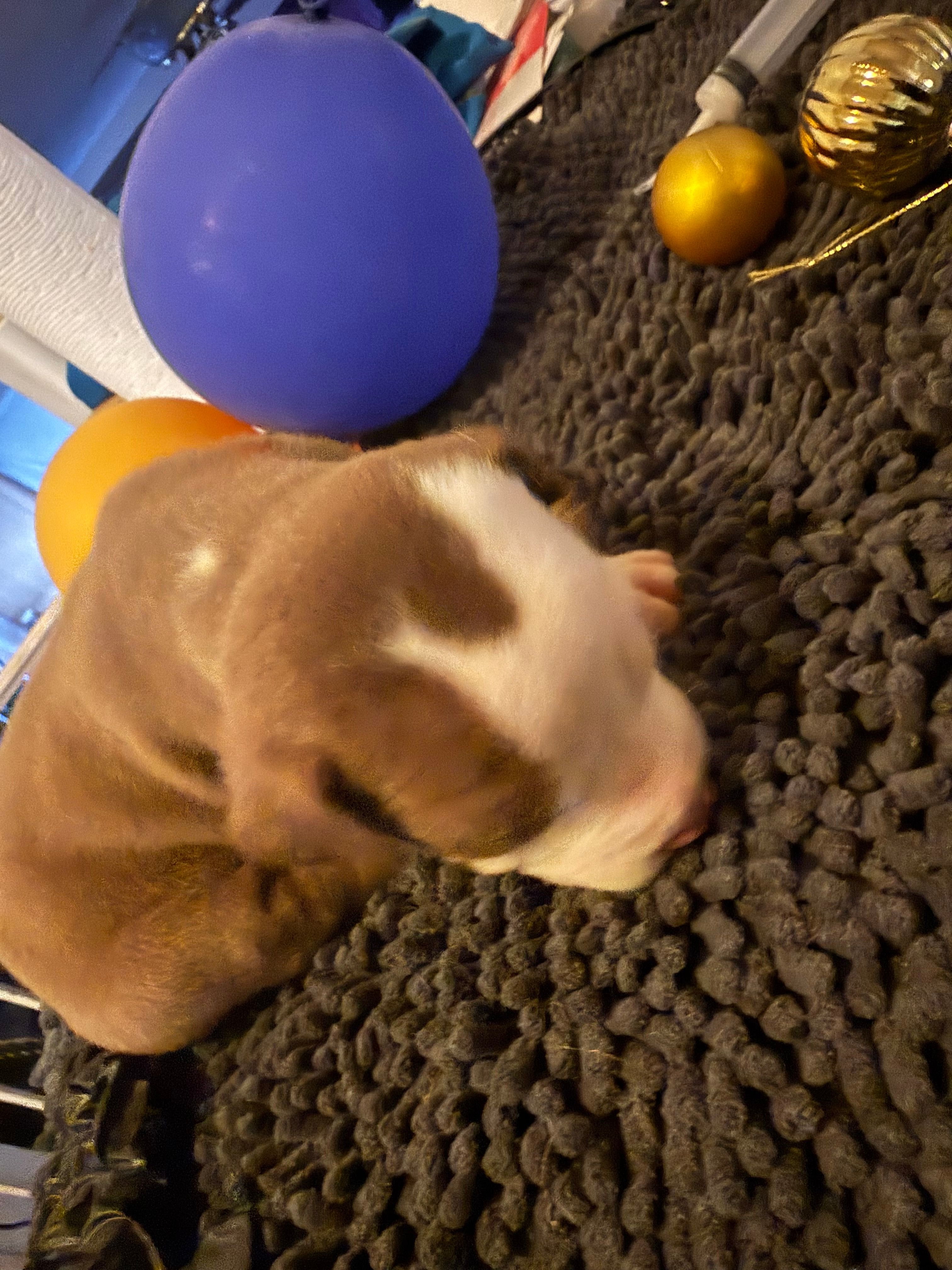 Rex  – American Staffordshire Terrier puppy for sale in Denver, CO
