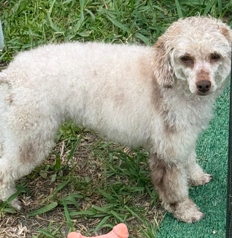 Roulette – Poodle - Toy  puppy for sale in Deltona, FL