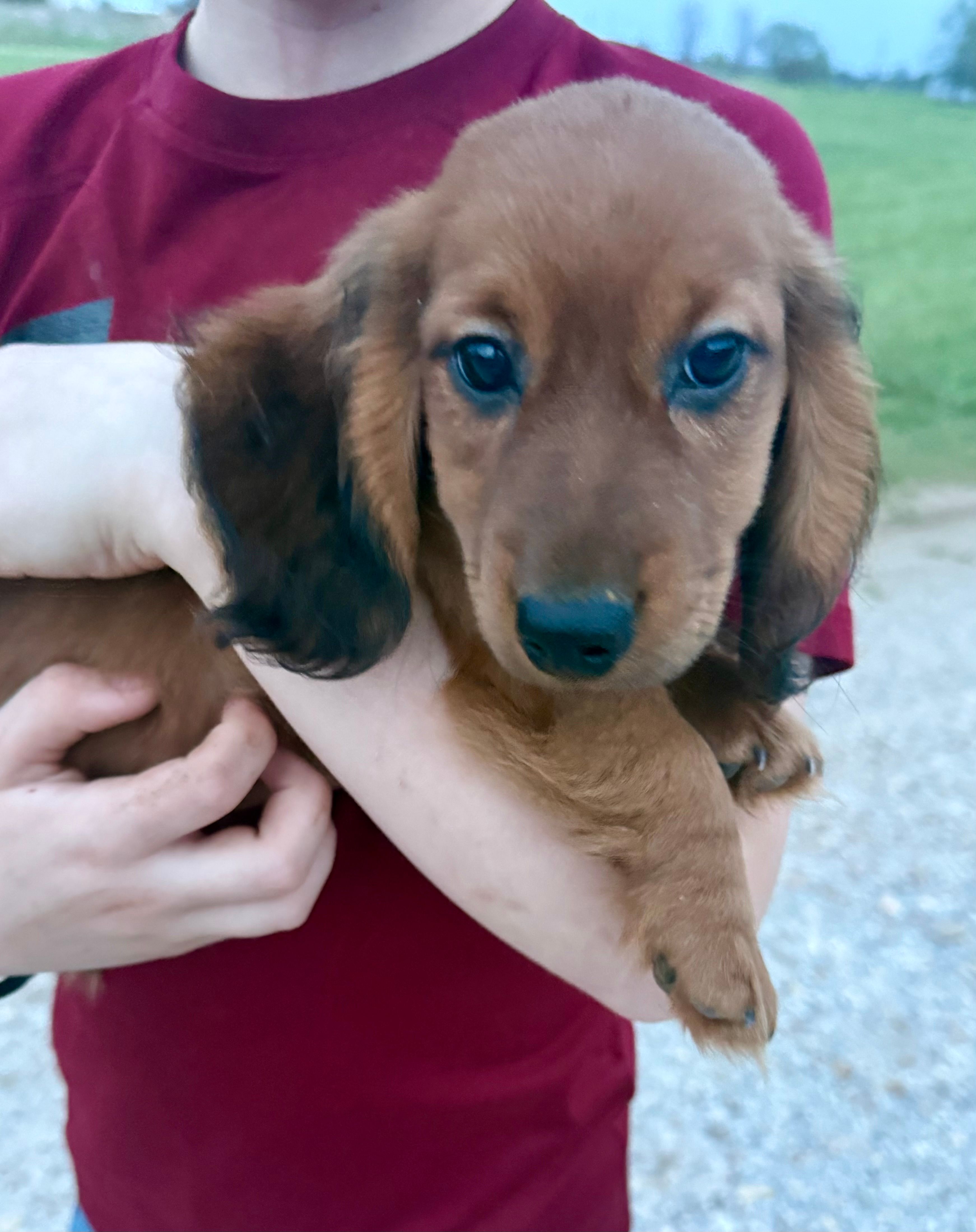 Rusty  – Dachshund puppy for sale in Stark City, MO