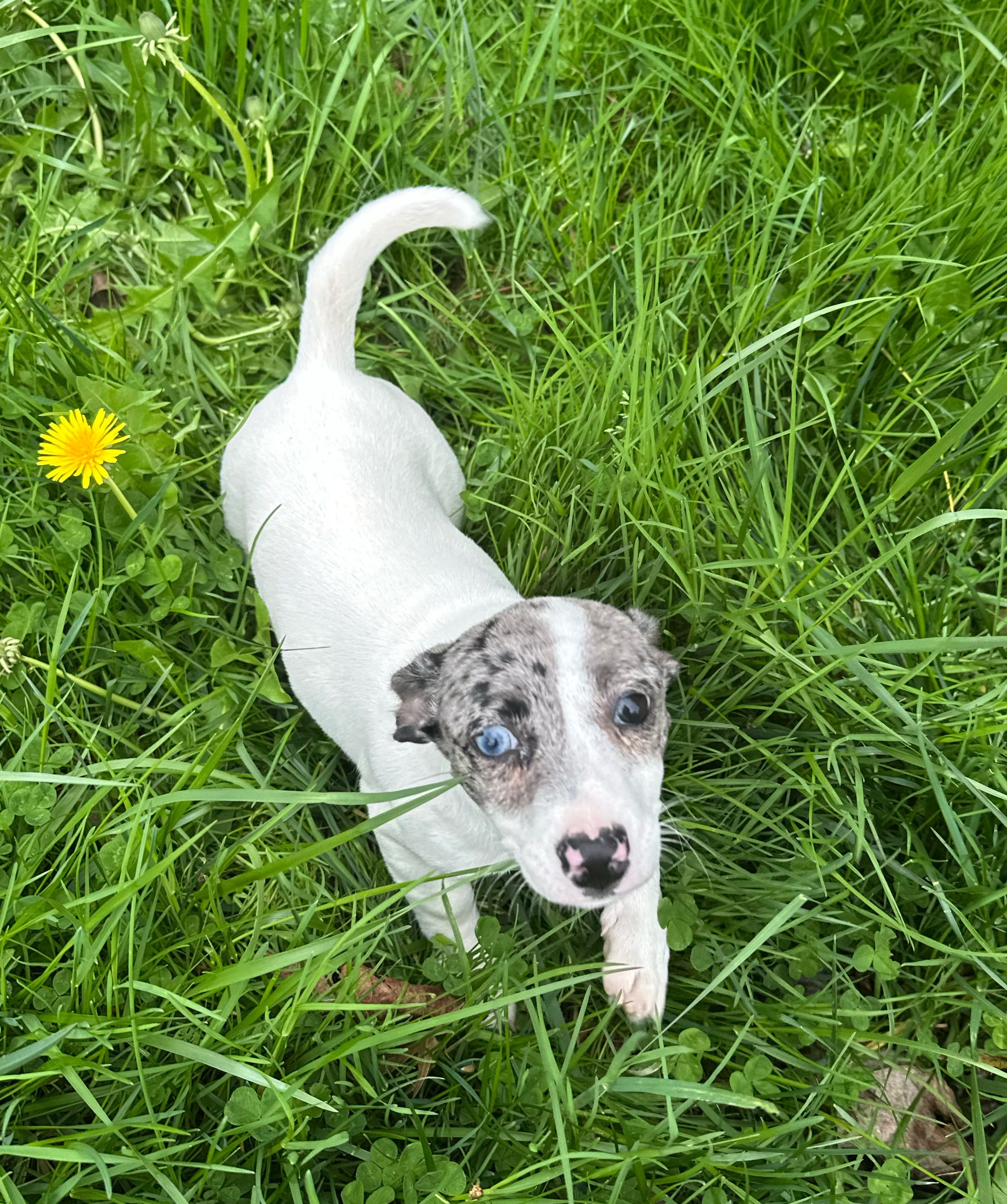 Layla – Jack Russell Terrier puppy for sale in Rochester, NY