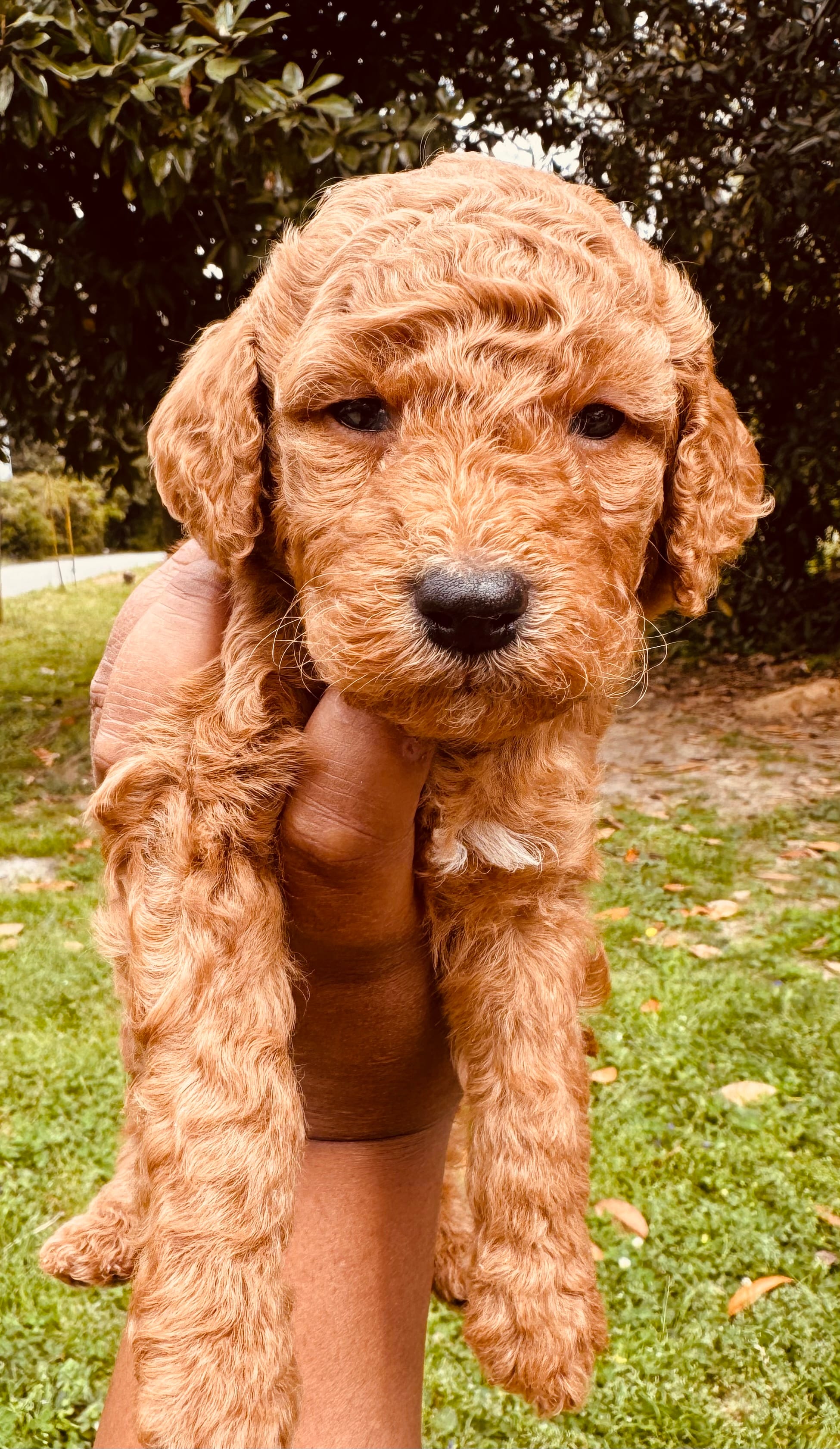 Spice  – Miniature Goldendoodle puppy for sale in Jonesboro, GA