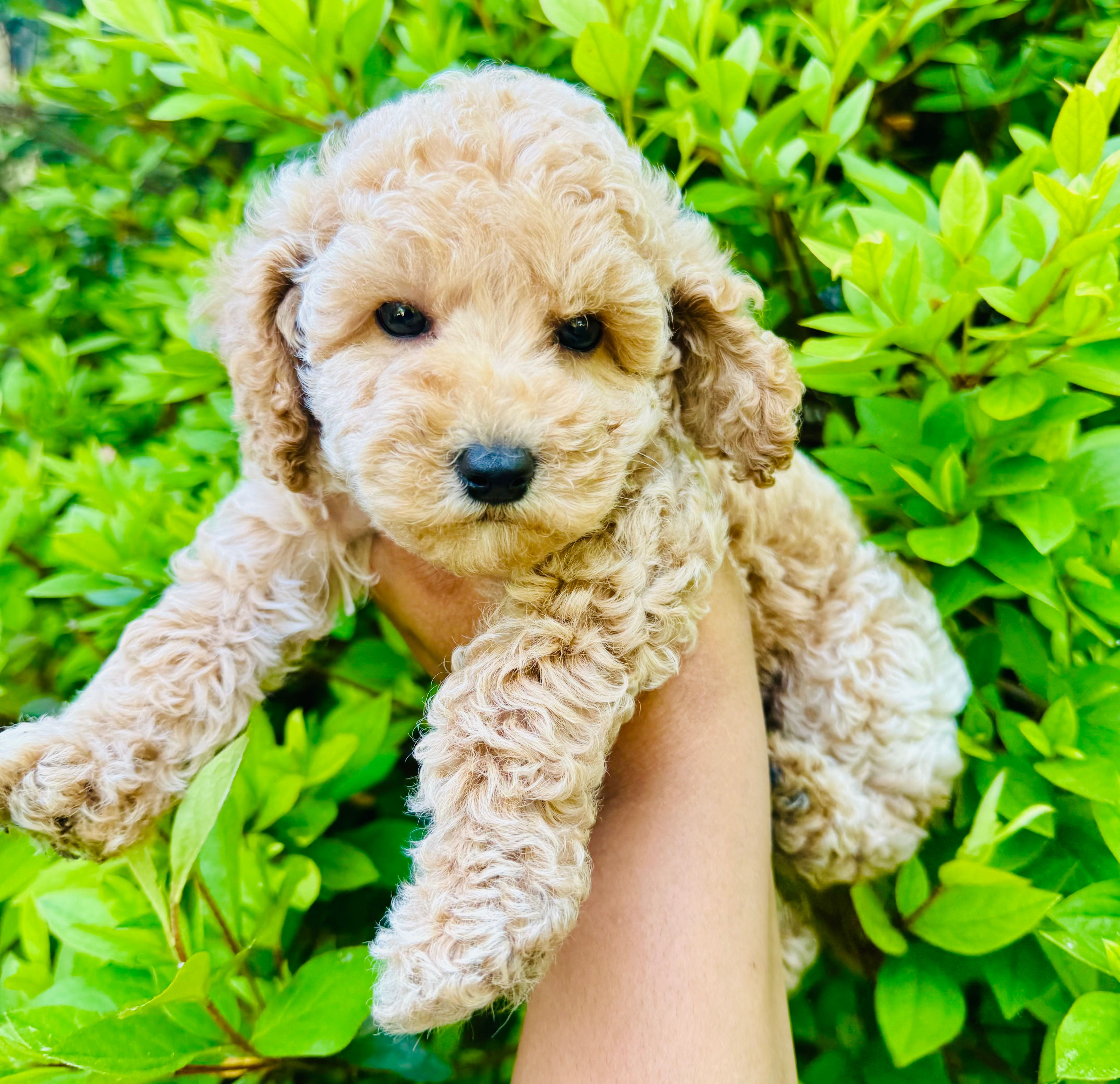 Garlic – Miniature Goldendoodle puppy for sale in Jonesboro, GA