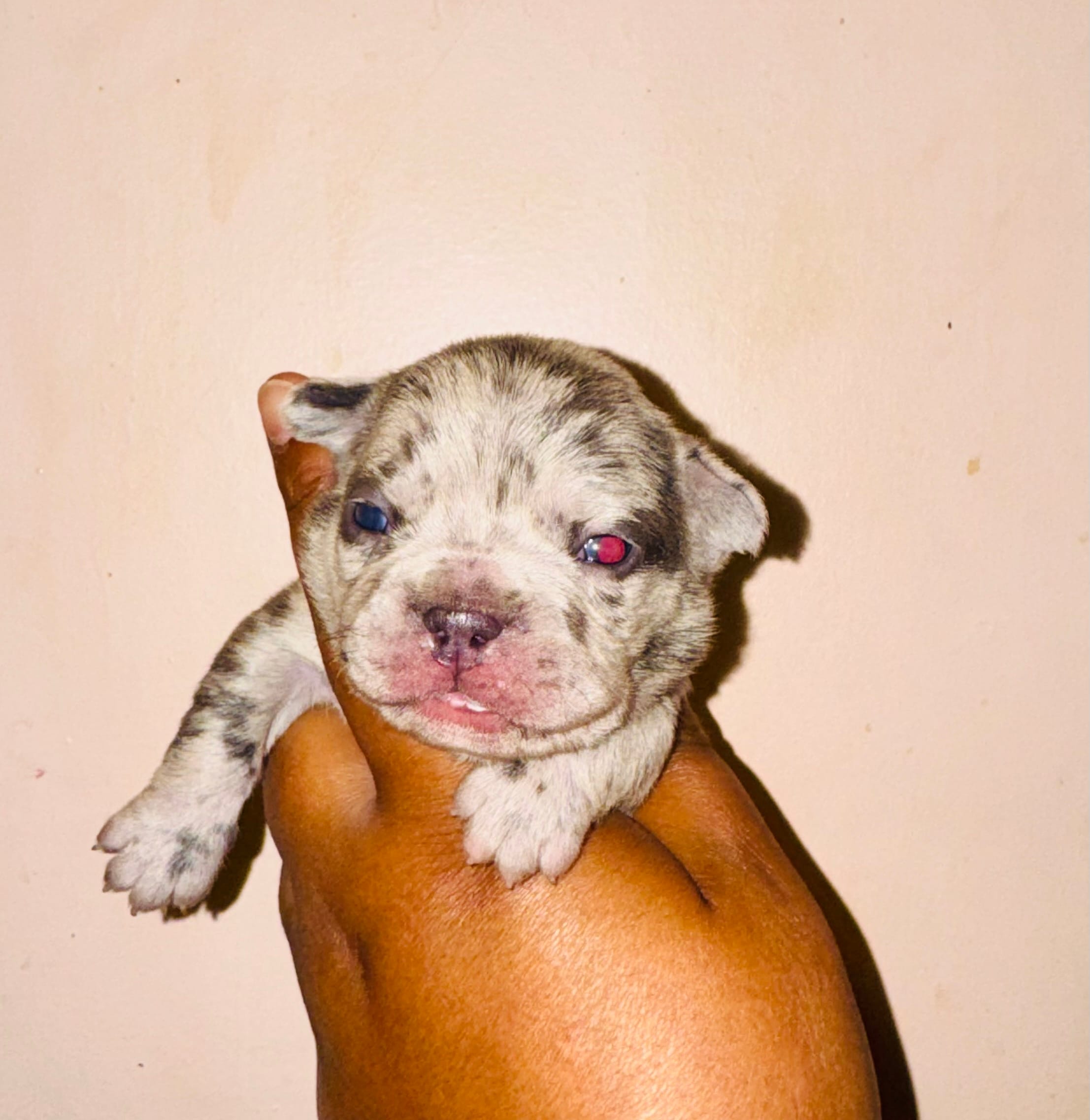 Fiona – American Bully puppy on hold in Jonesboro, GA