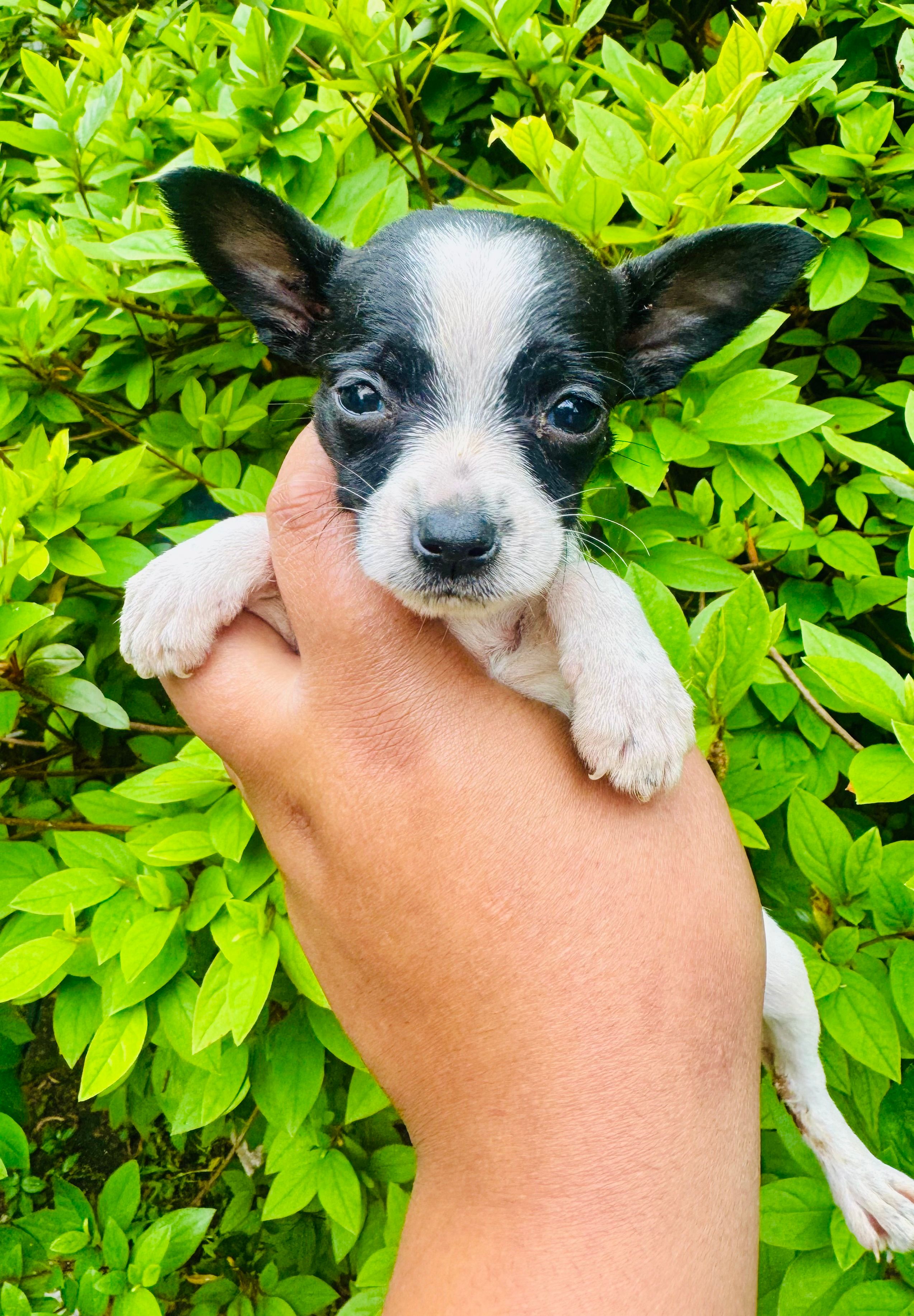 Chihuahua  – Chihuahua puppy for sale in Jonesboro, GA