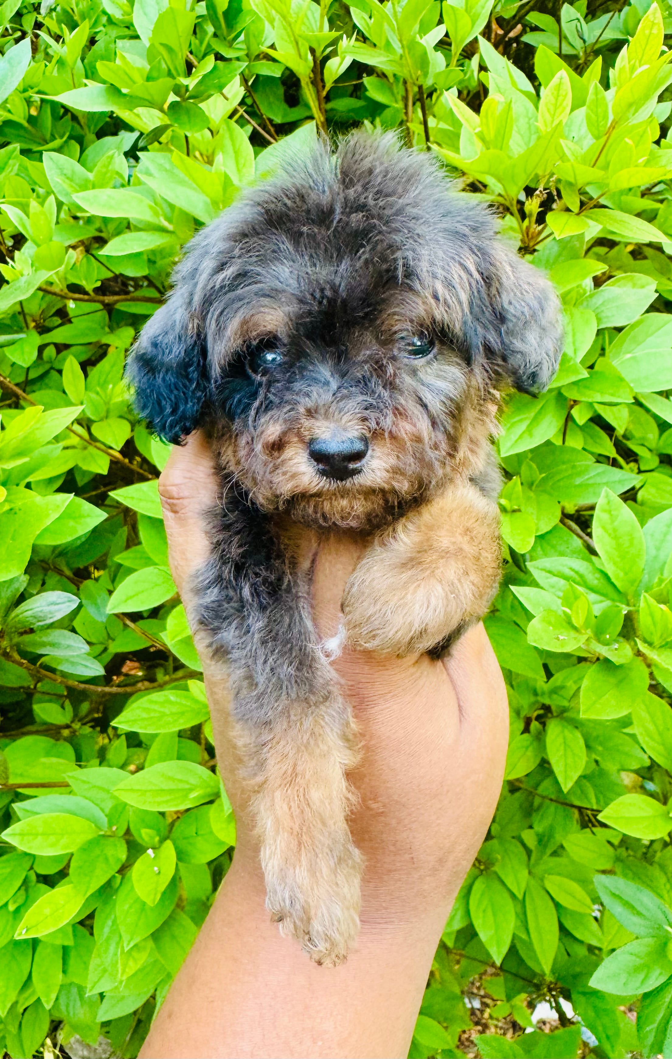 AKC Luffy – Poodle - Toy  puppy for sale in Jonesboro, GA