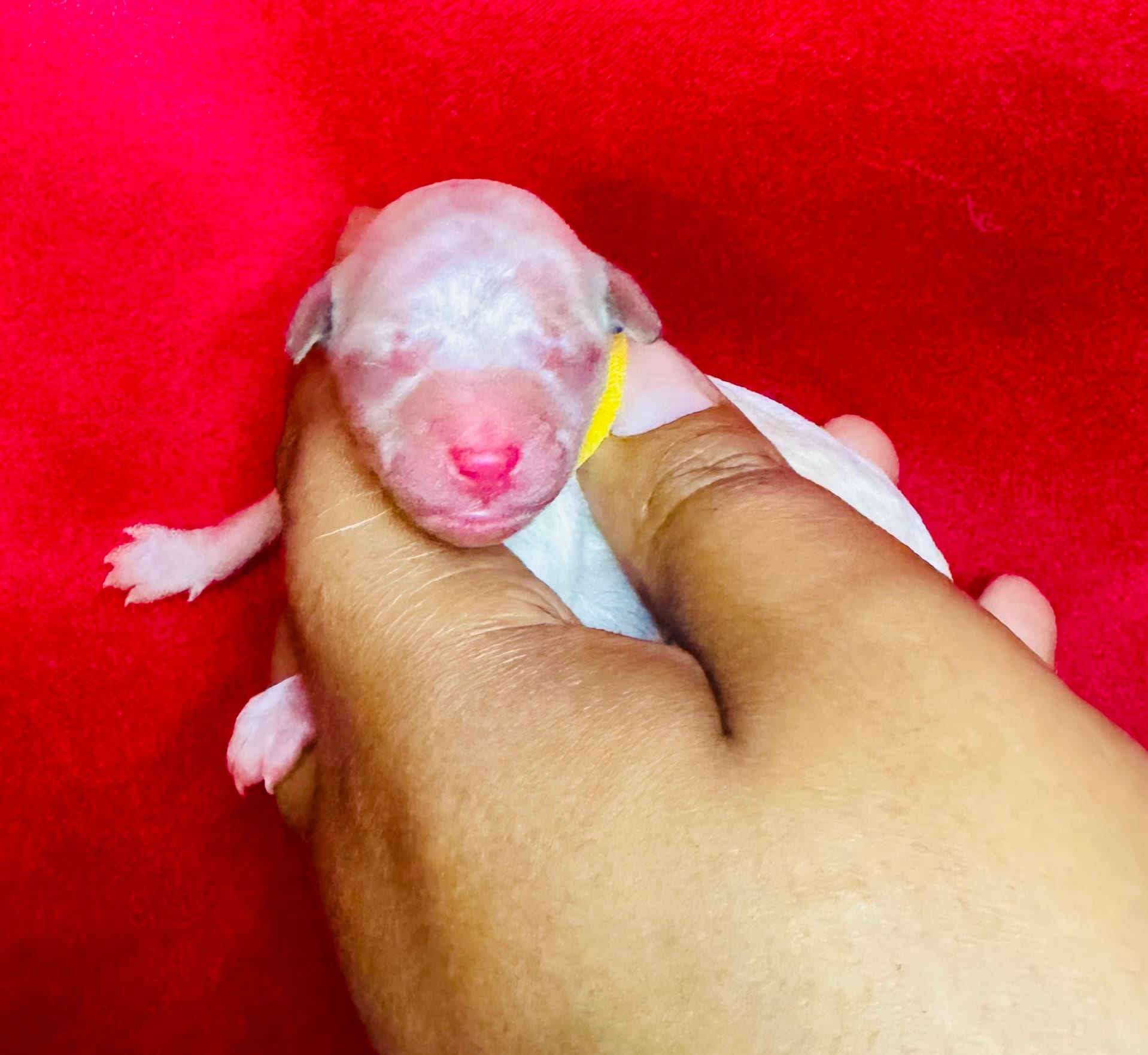 AKC Starlight – Poodle - Toy  puppy for sale in Jonesboro, GA
