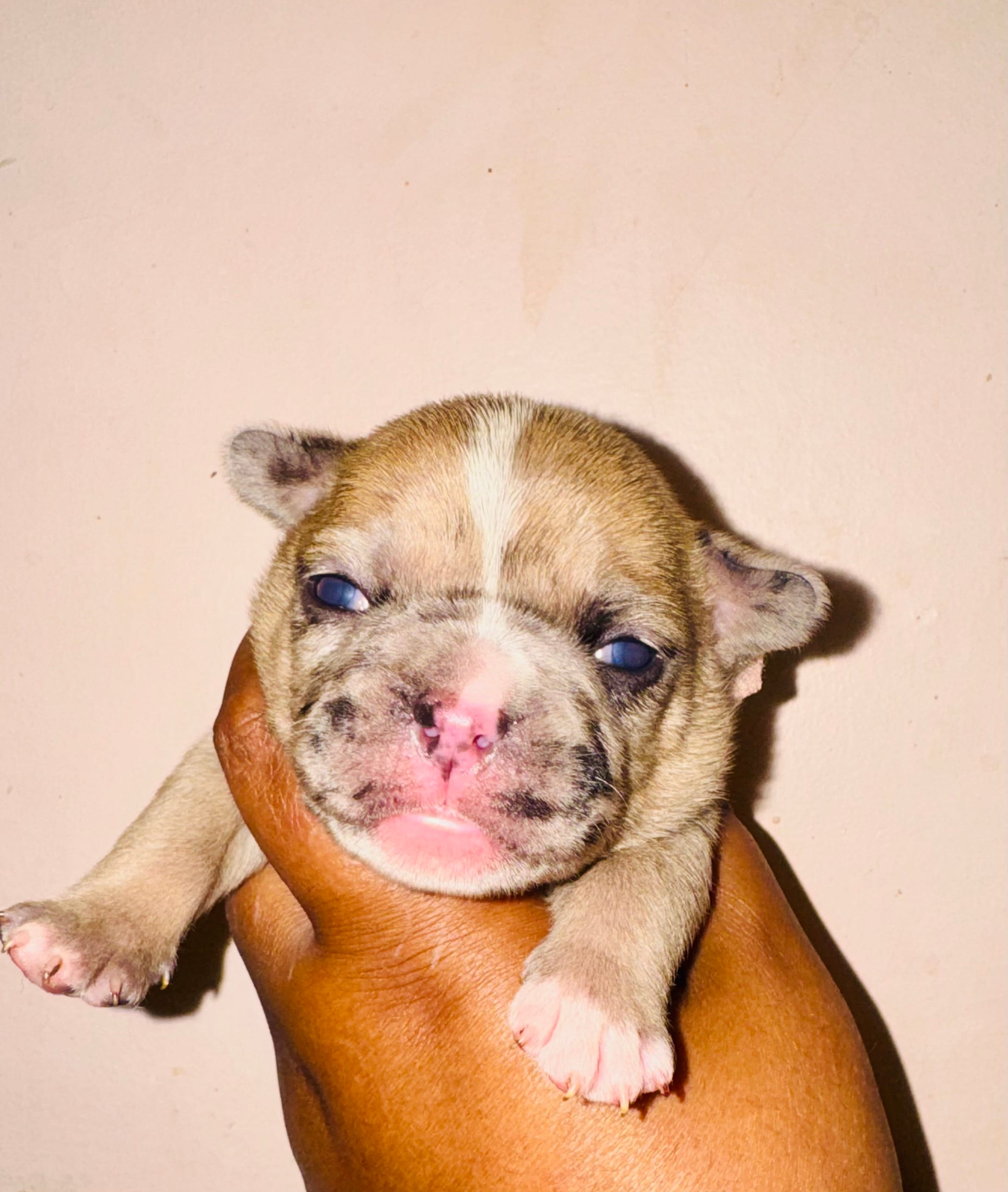 Sleeping Beauty  – American Bully puppy for sale in Jonesboro, GA
