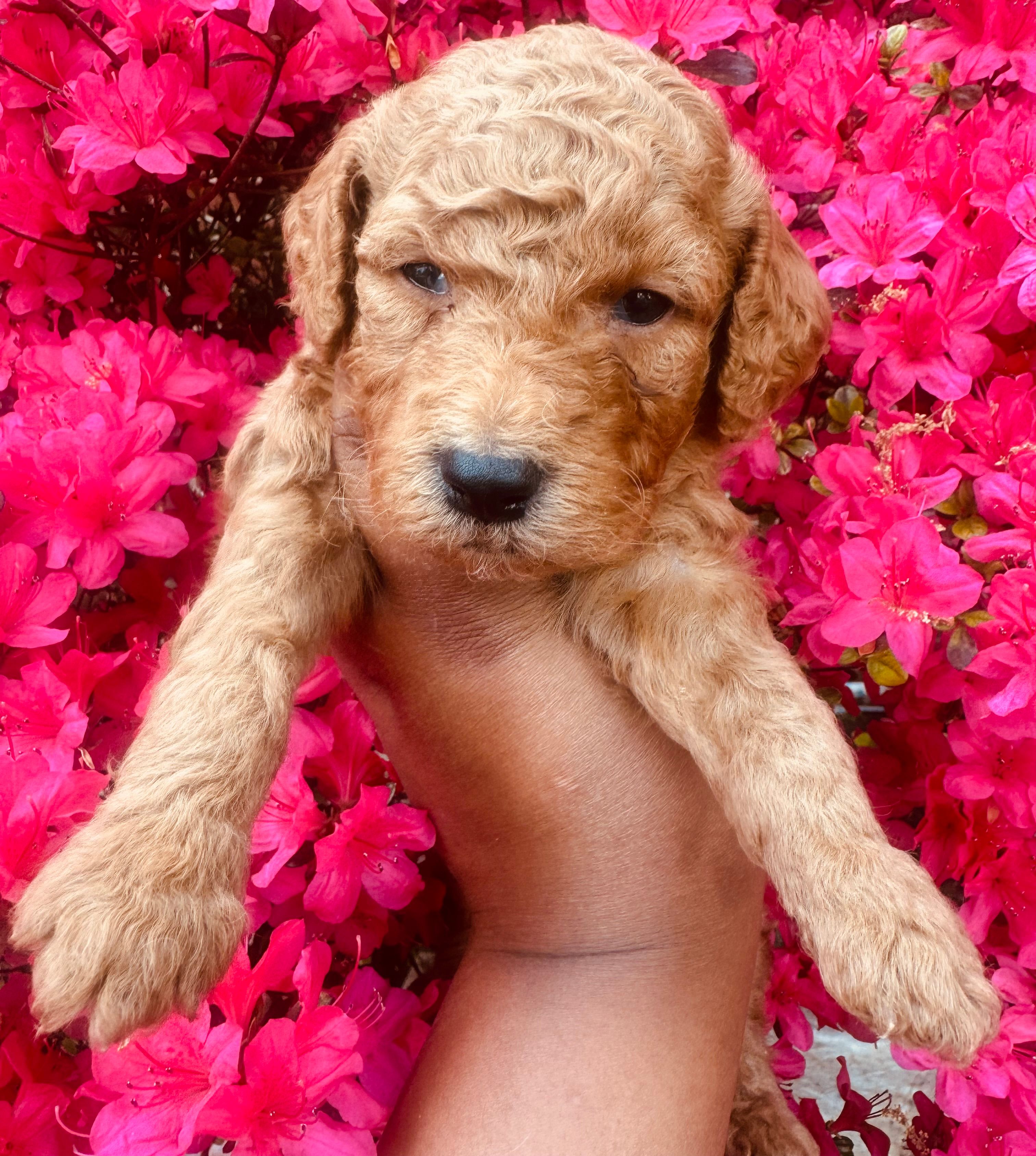 Spice  – Miniature Goldendoodle puppy for sale in Jonesboro, GA