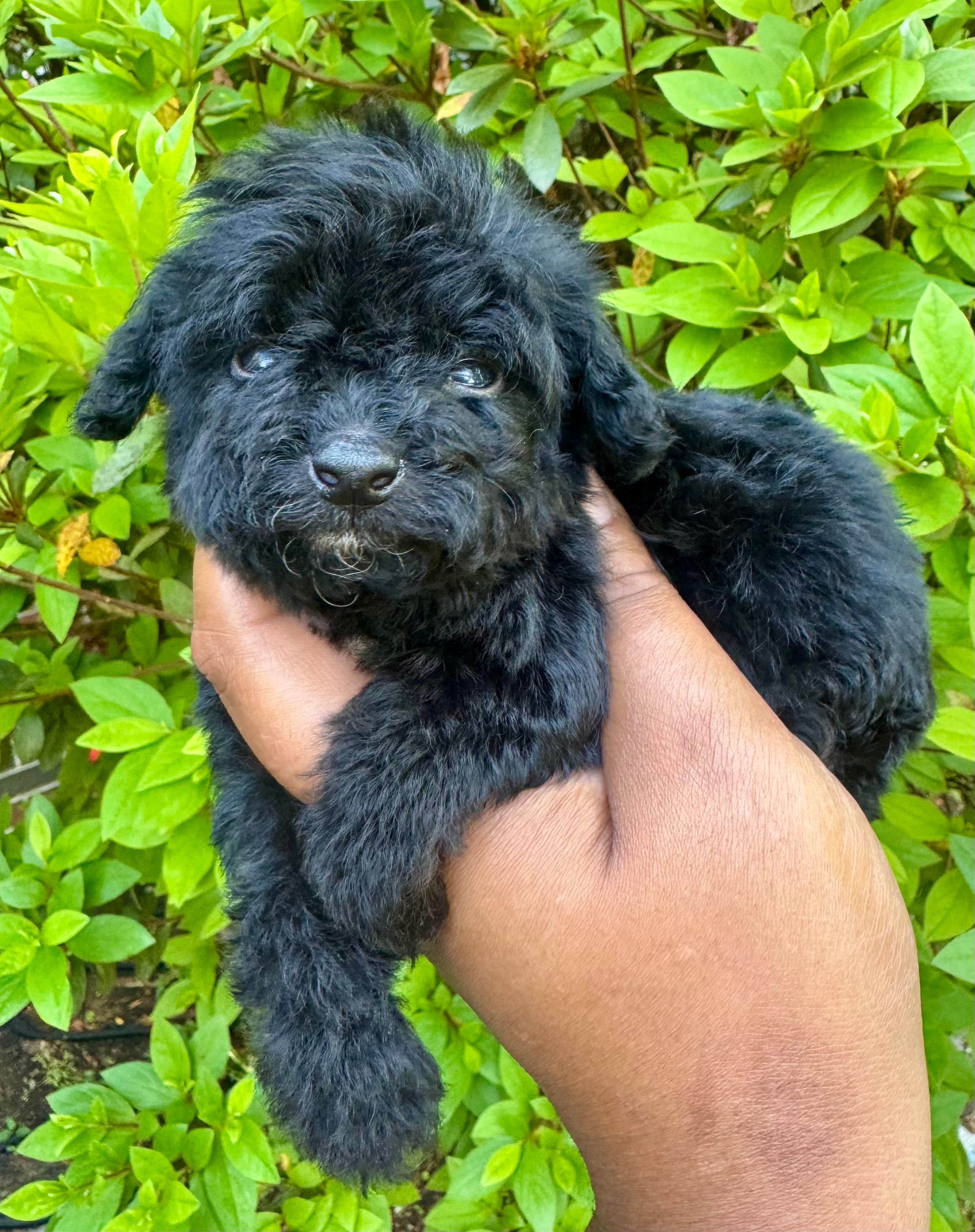 AKC Zorro – Poodle - Toy  puppy for sale in Jonesboro, GA