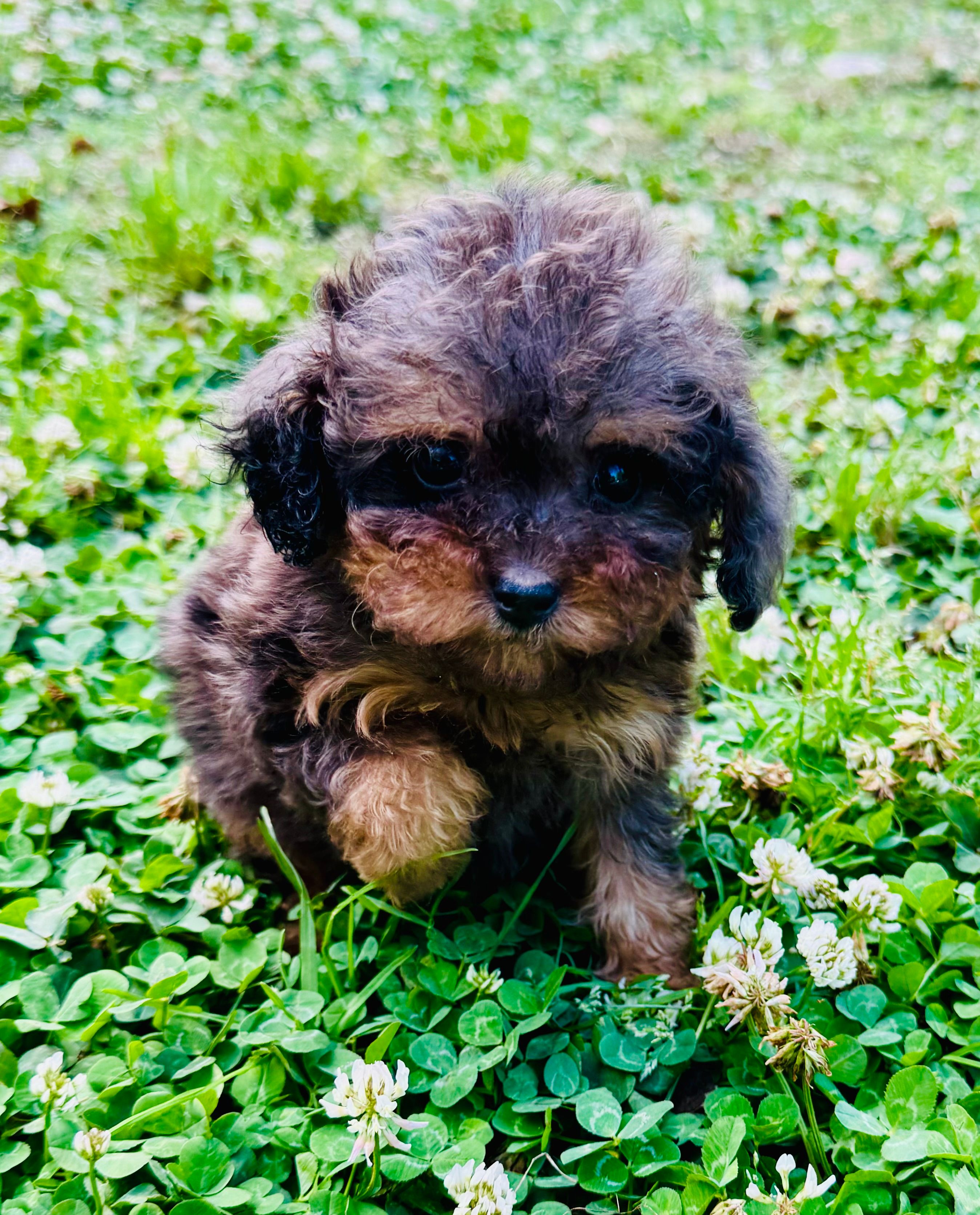 AKC Luffy – Poodle - Toy  puppy for sale in Jonesboro, GA