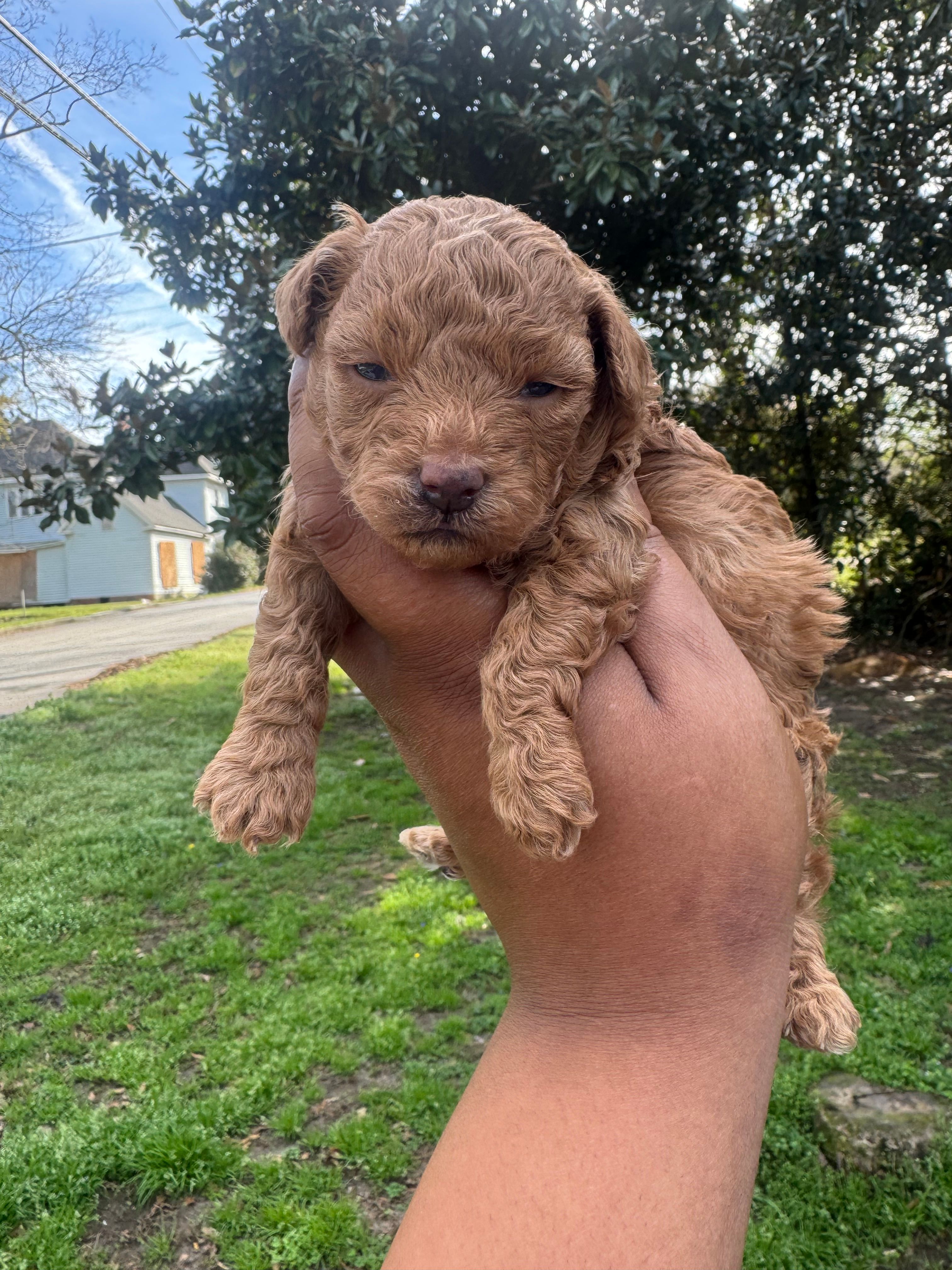 Reba – Poodle - Toy  puppy for sale in Jonesboro, GA