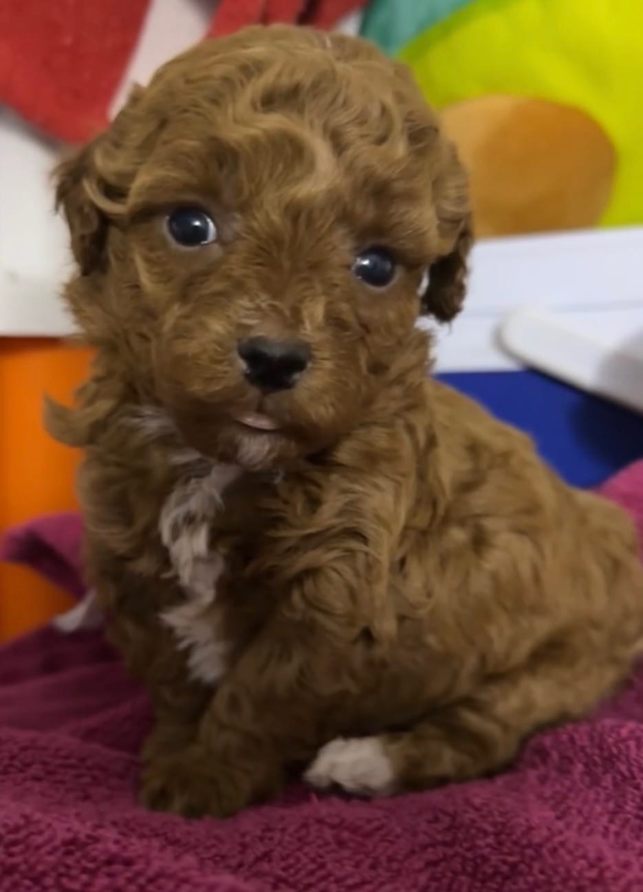 Dipsy – Poodle - Toy  puppy for sale in Jonesboro, GA