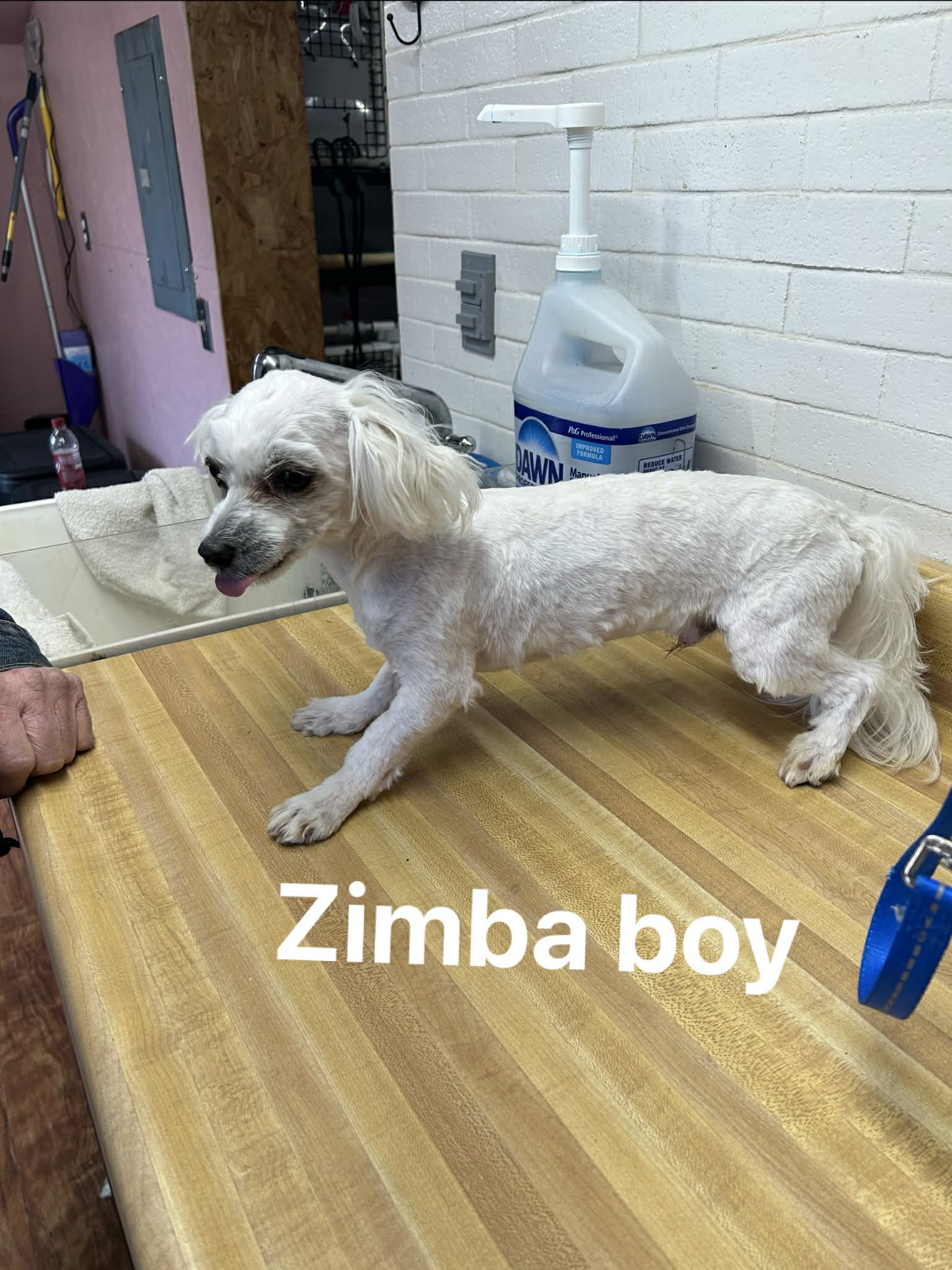 Zimba boy 1