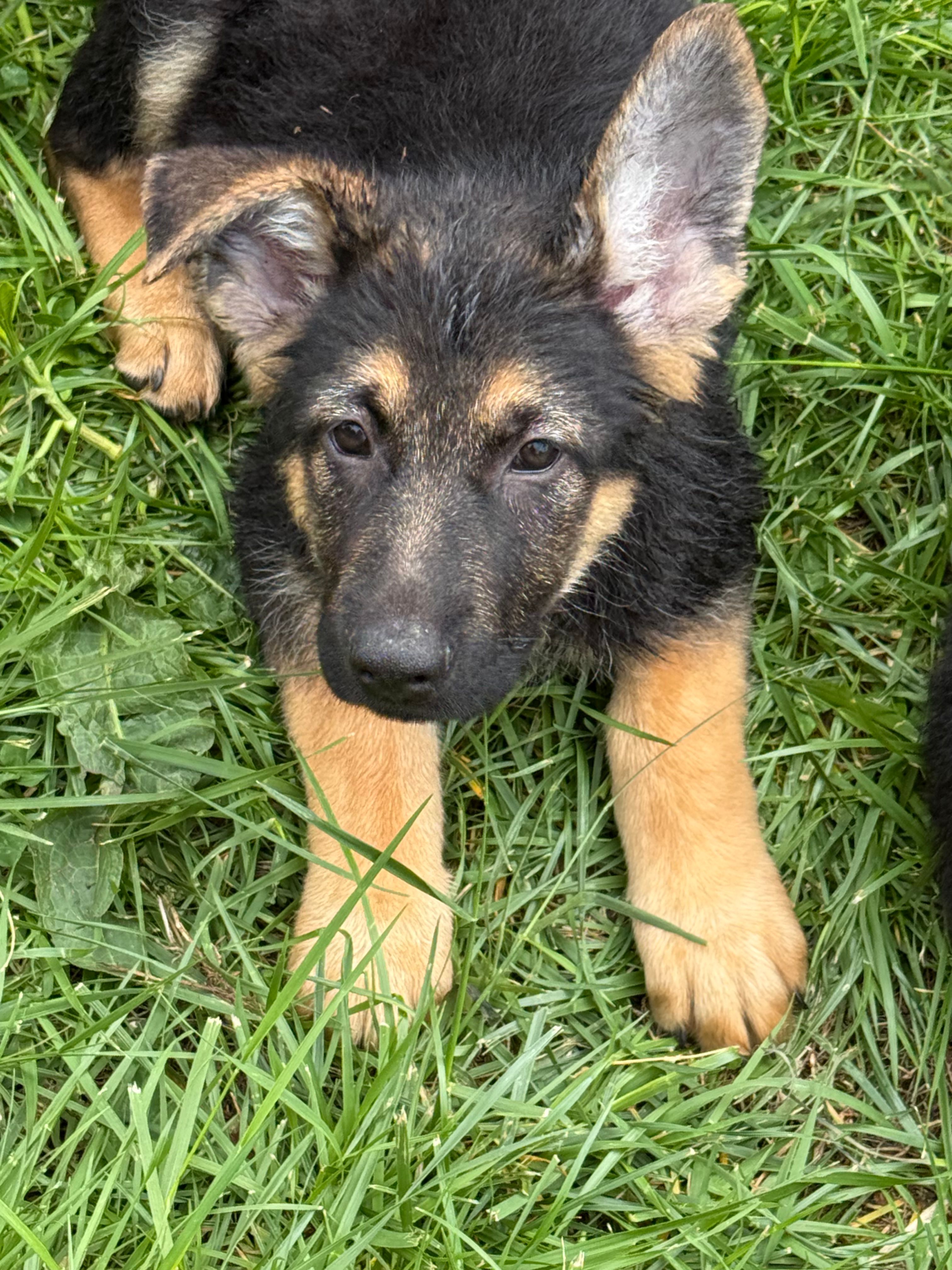 Yellow  – German Shepherd Dog puppy for sale in Vernon Hill, VA