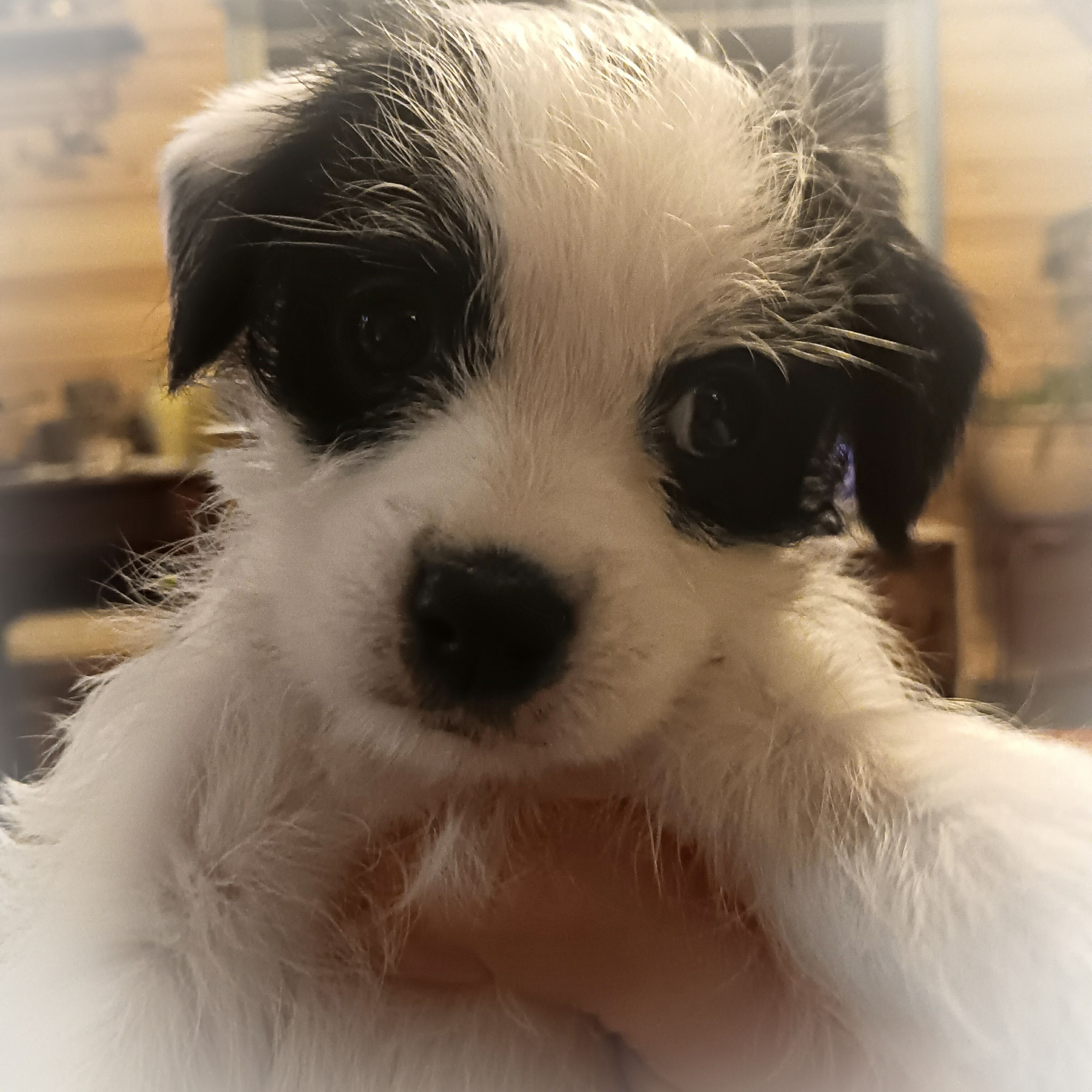 Amelia – Coton de Tulear puppy for sale in Rumney, NH