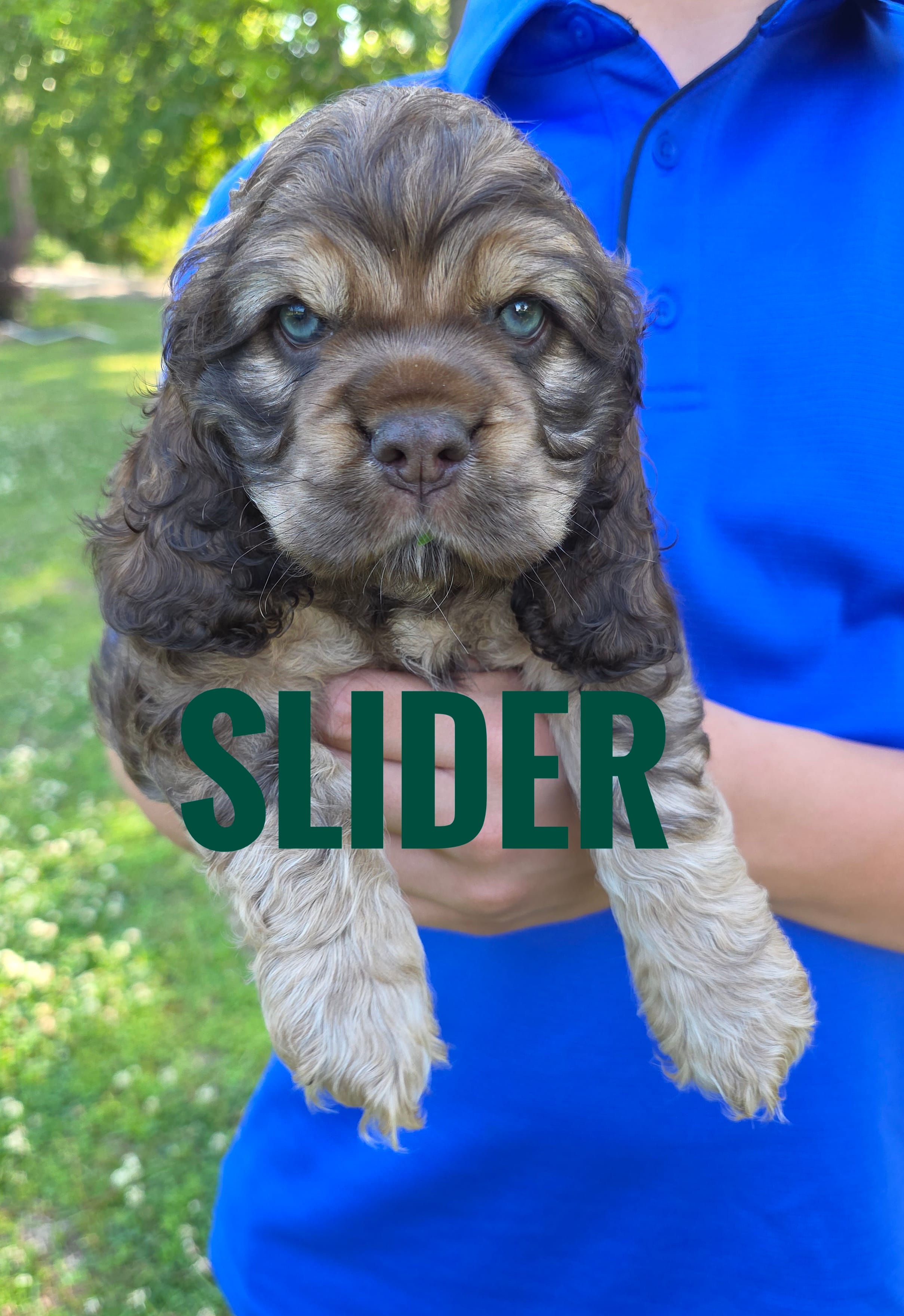 Slider – Cocker Spaniel puppy for sale in Bath, NC