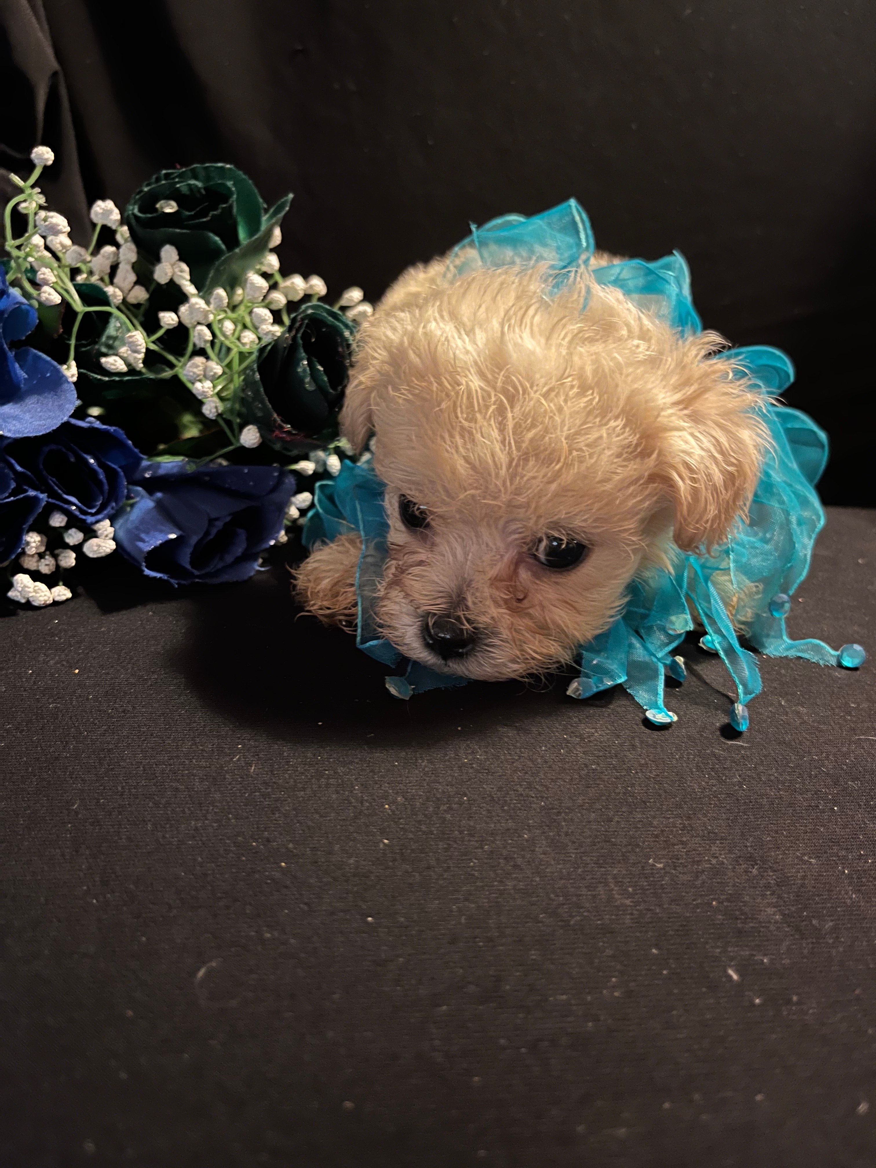 Toby – Maltipoo puppy for sale in Gray, GA