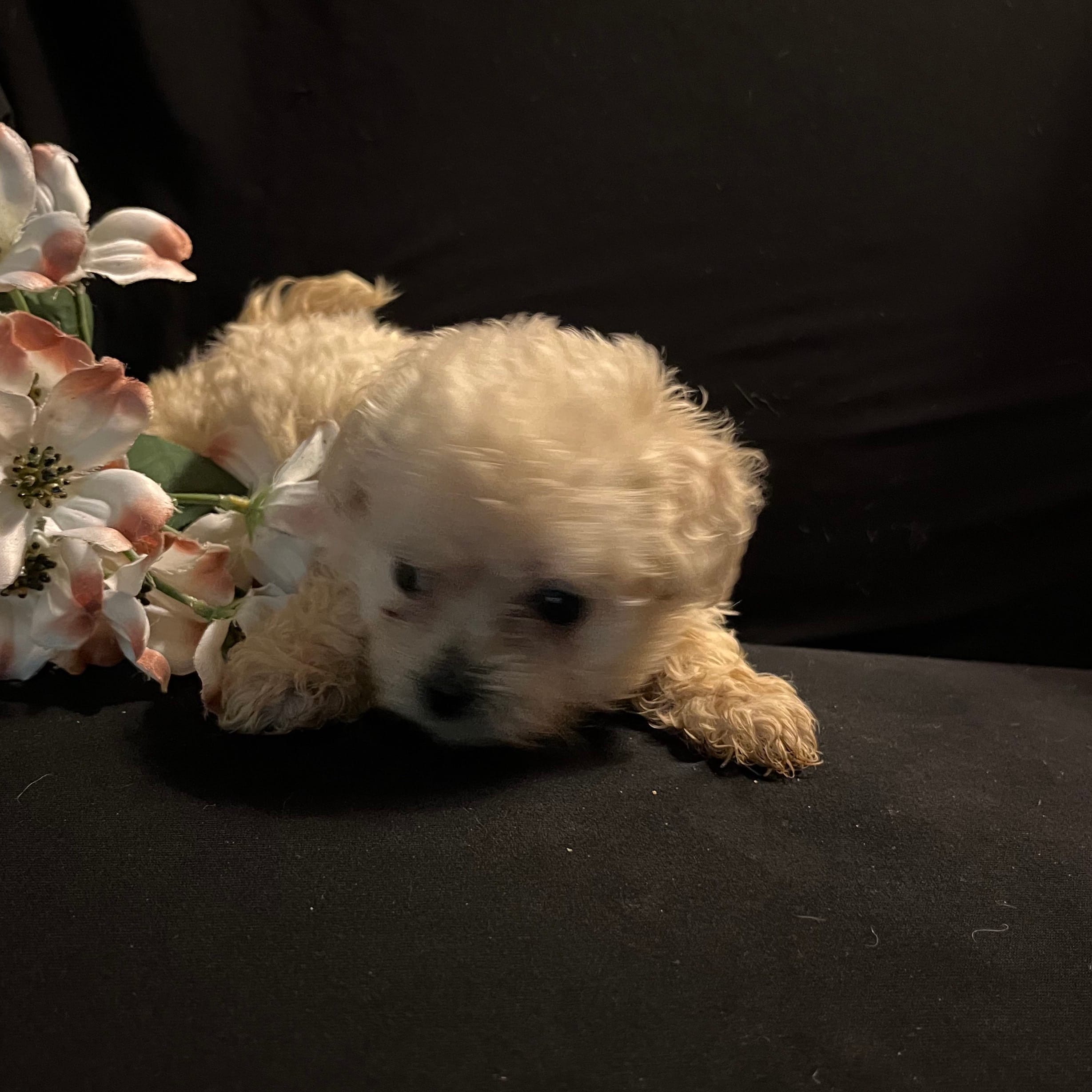 Sassy – Maltipoo puppy for sale in Gray, GA