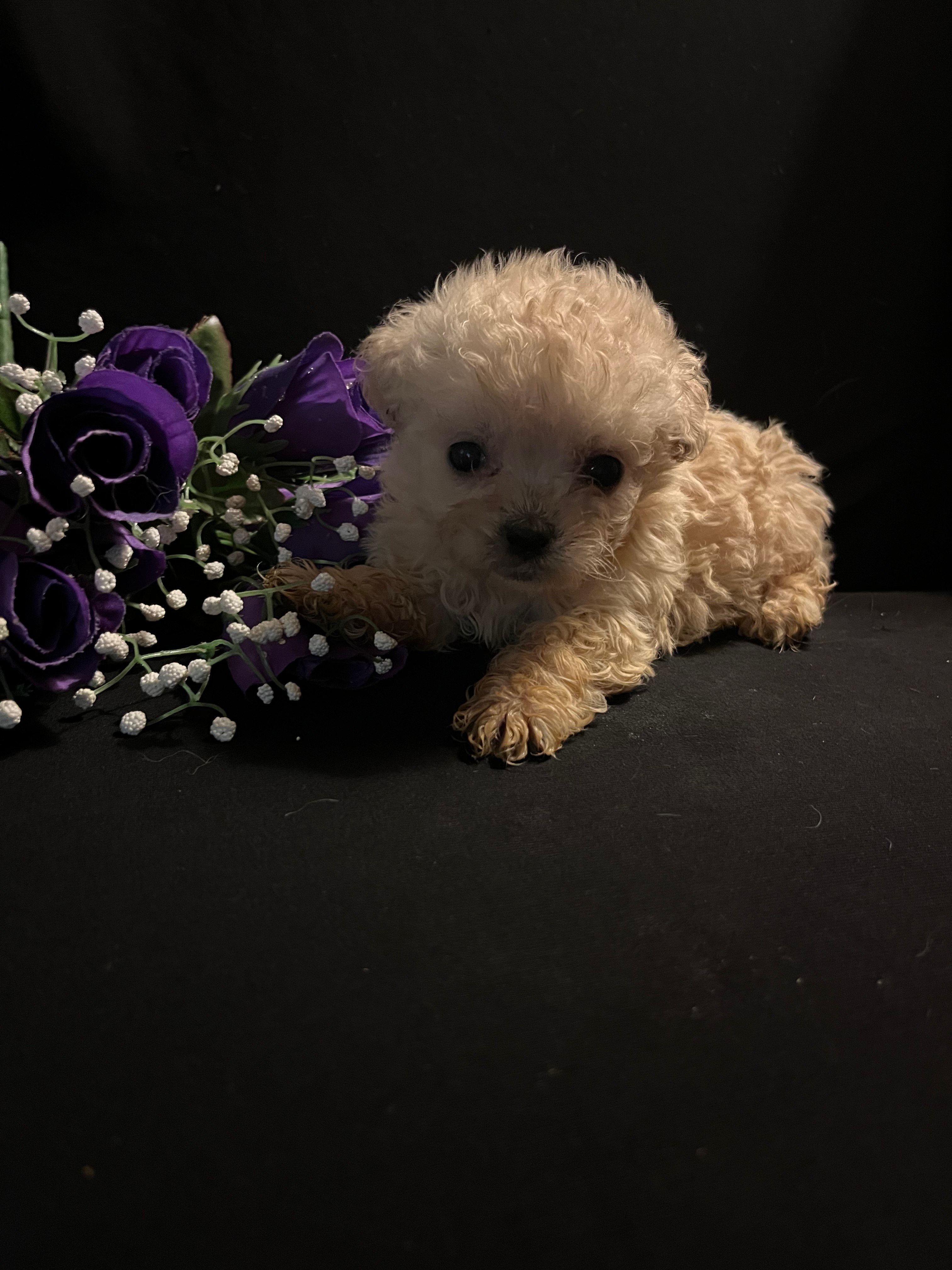 Toby – Maltipoo puppy for sale in Gray, GA