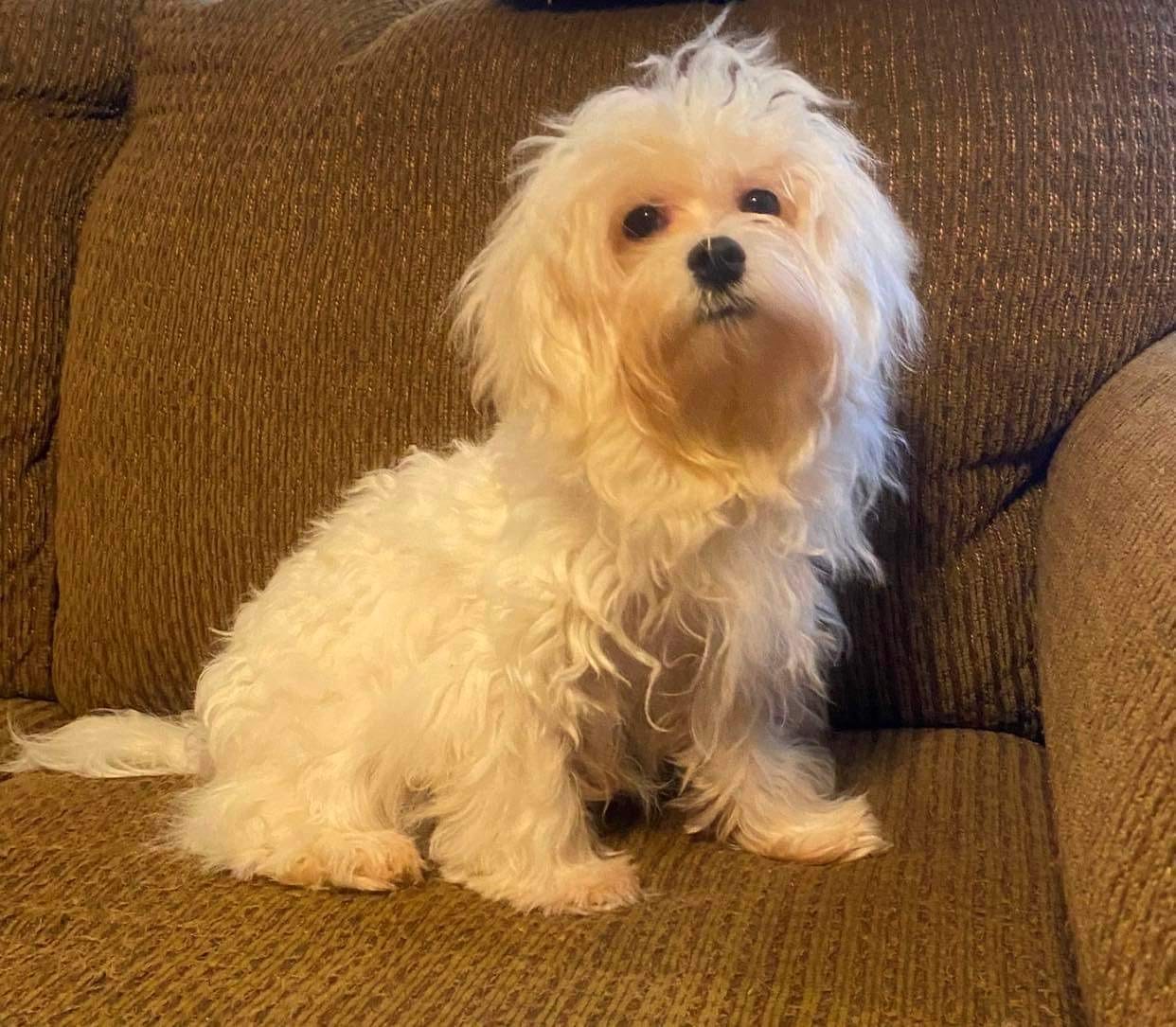Ruffles – Maltese puppy for sale in Gray, GA