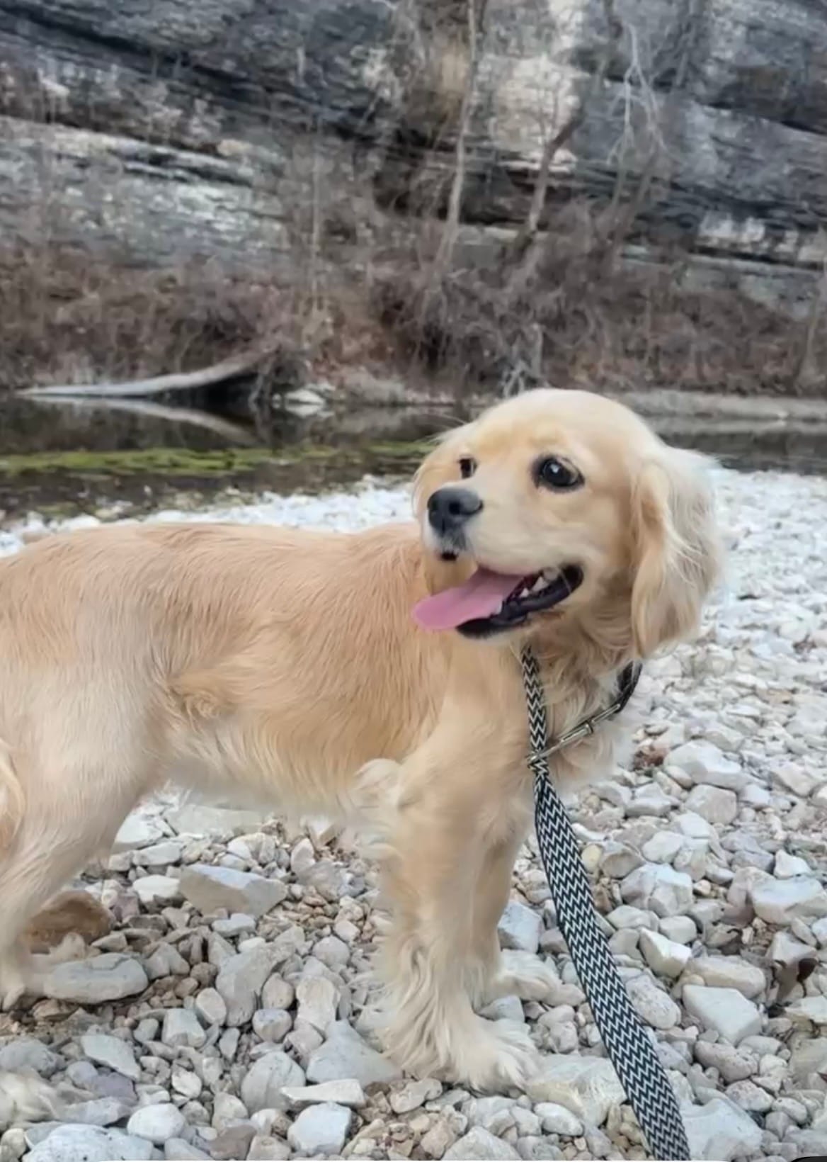 Sophie – Cocker Spaniel puppy for sale in Springfield, MO