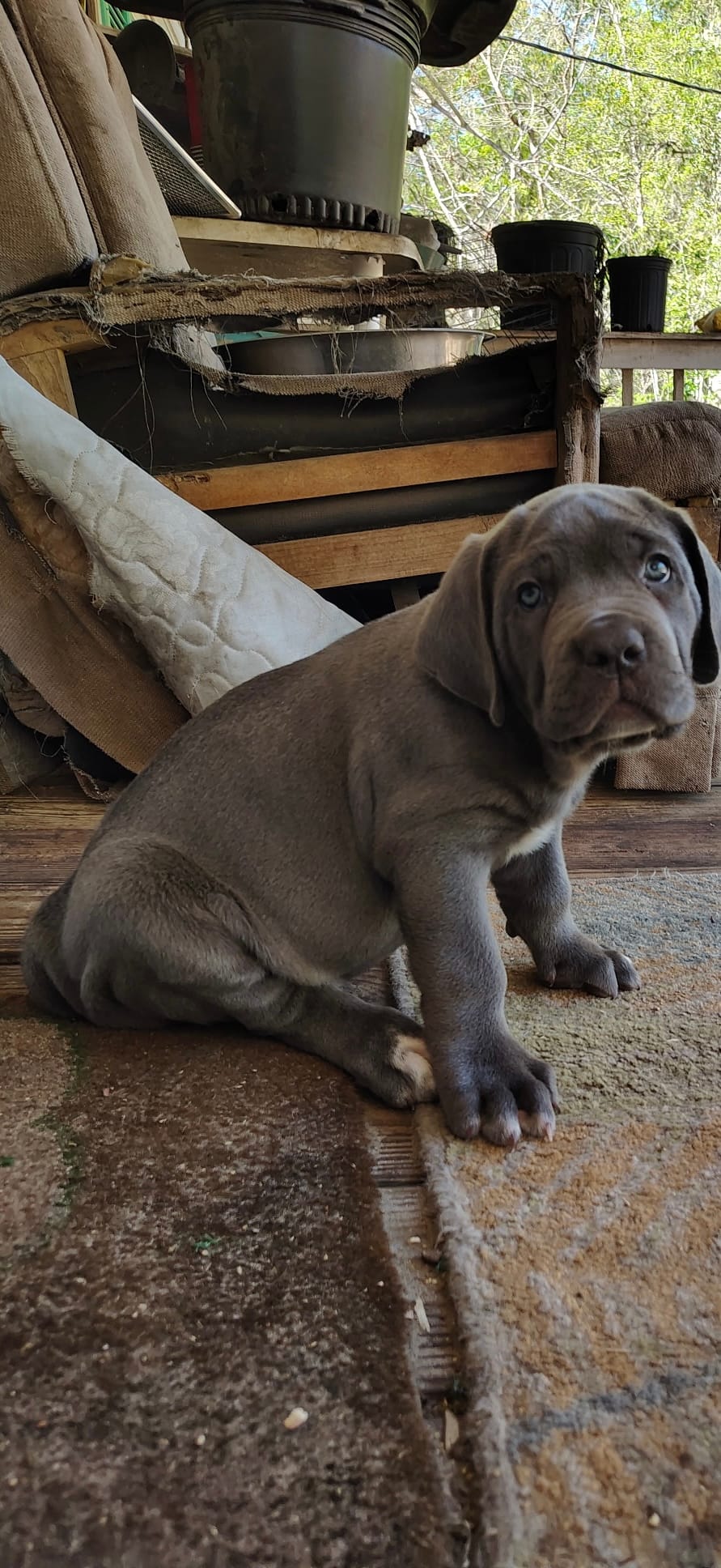 Big boy  – Cane Corso puppy for sale in Interlachen, FL