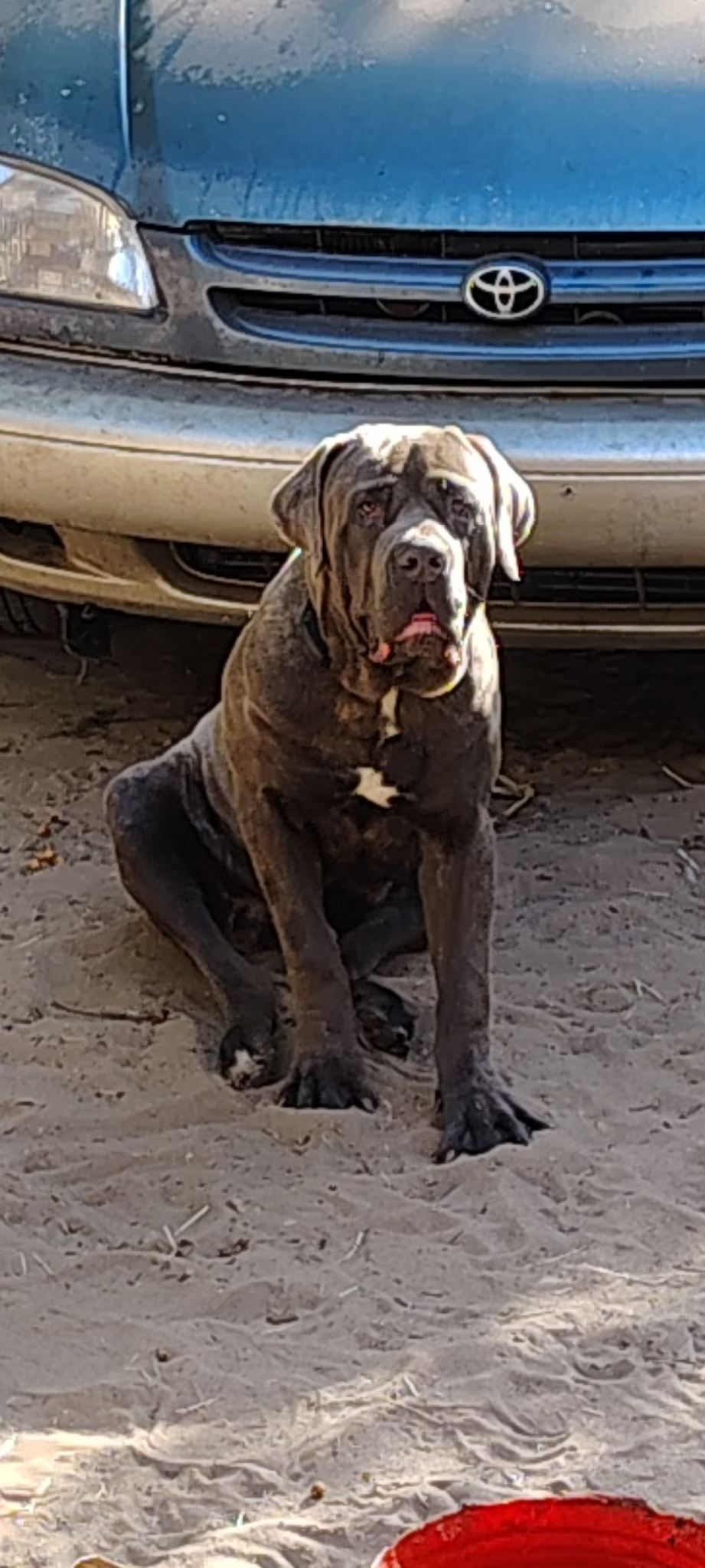 Belushi – Cane Corso puppy for sale in Interlachen, FL