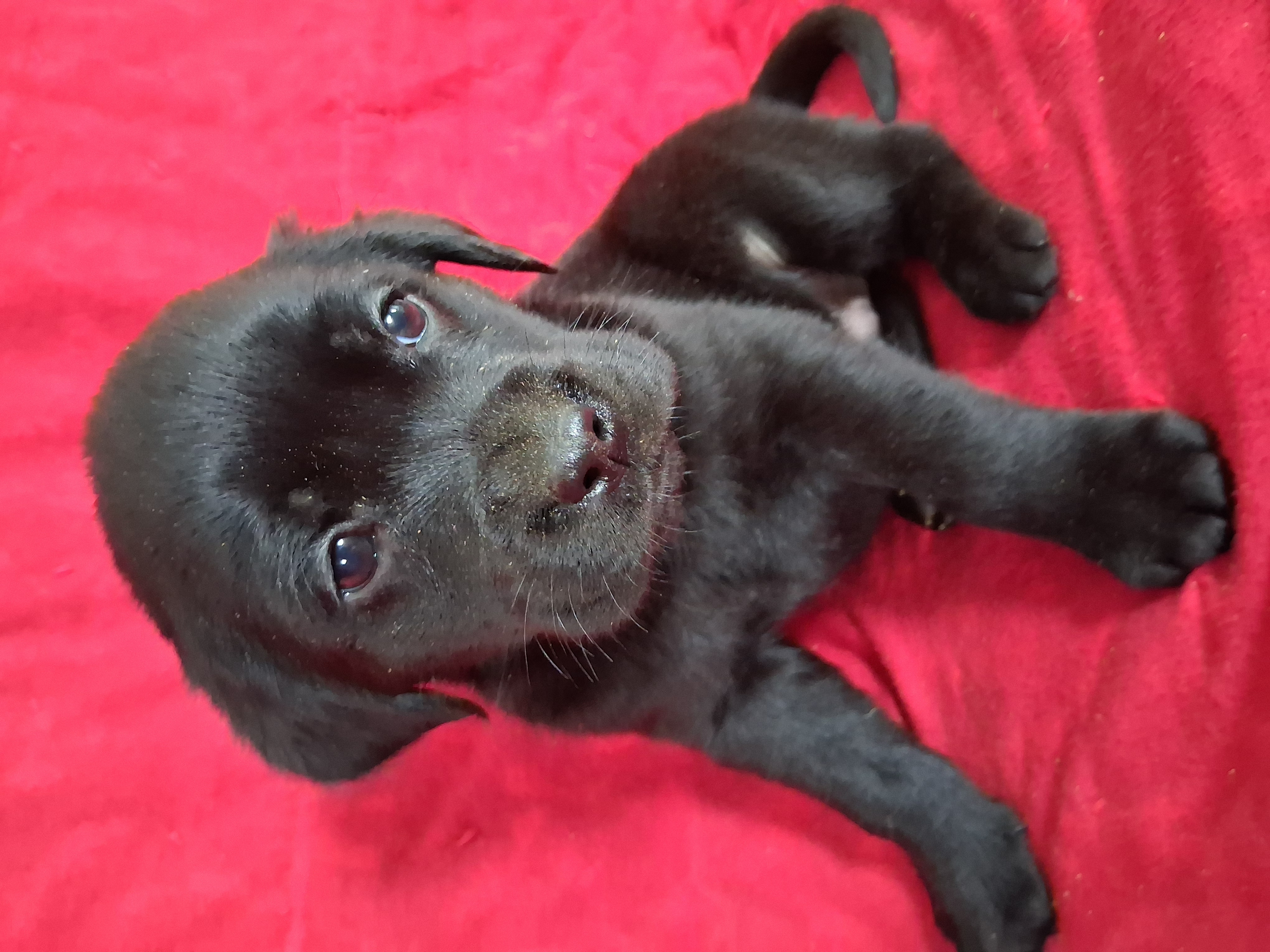 English Black Lab Female