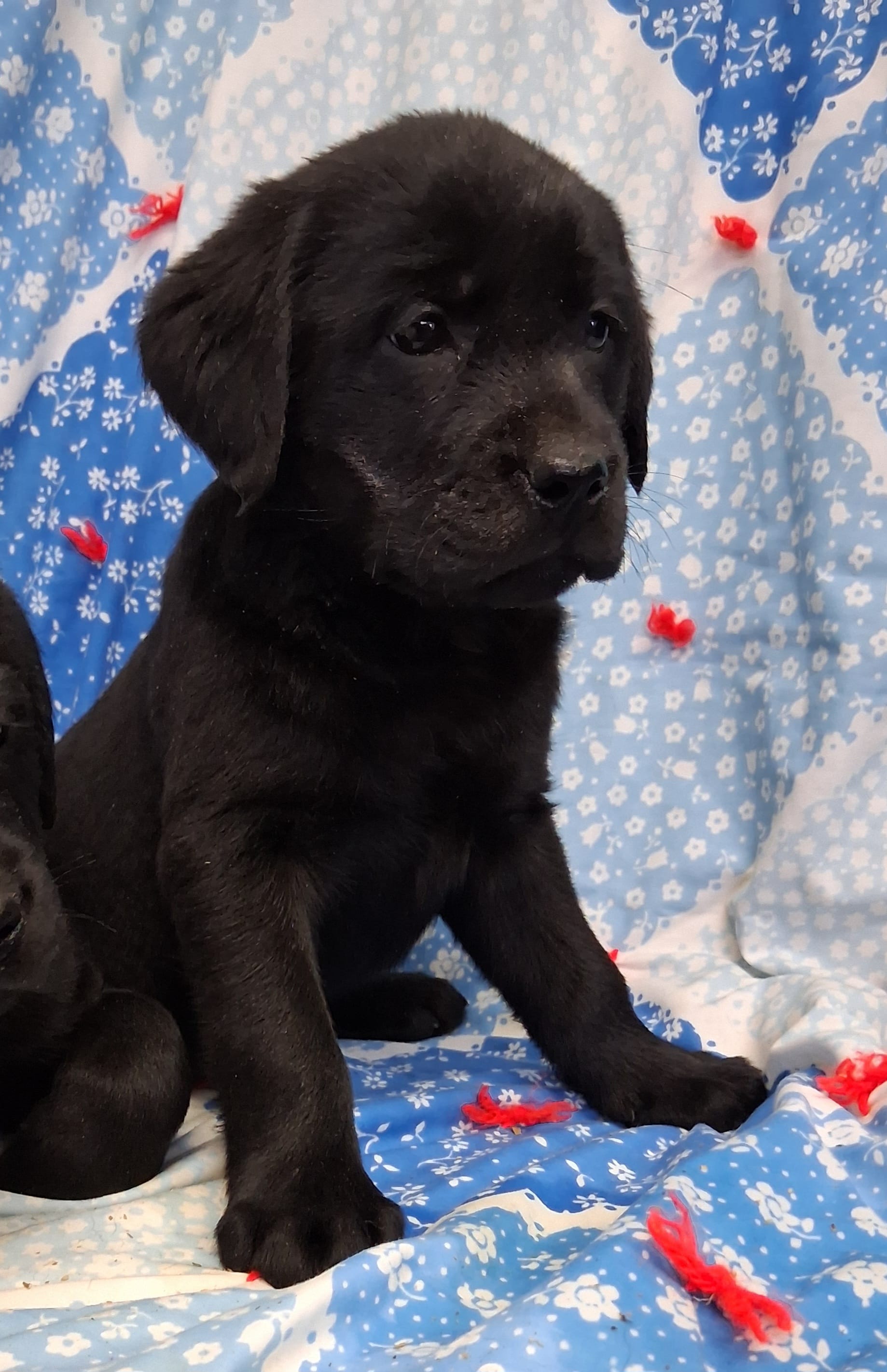 English Black Lab Male