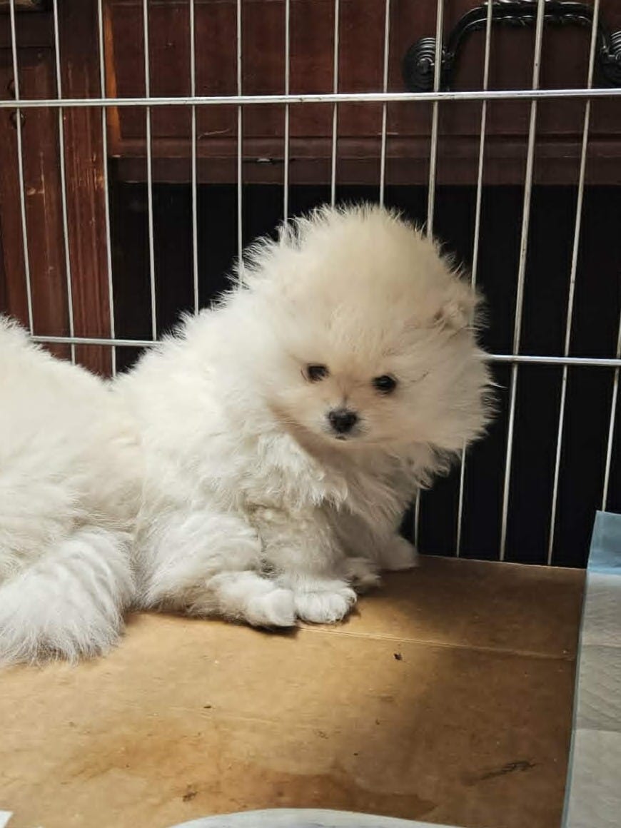 Big Brother – Pomeranian puppy for sale in Spanaway, WA