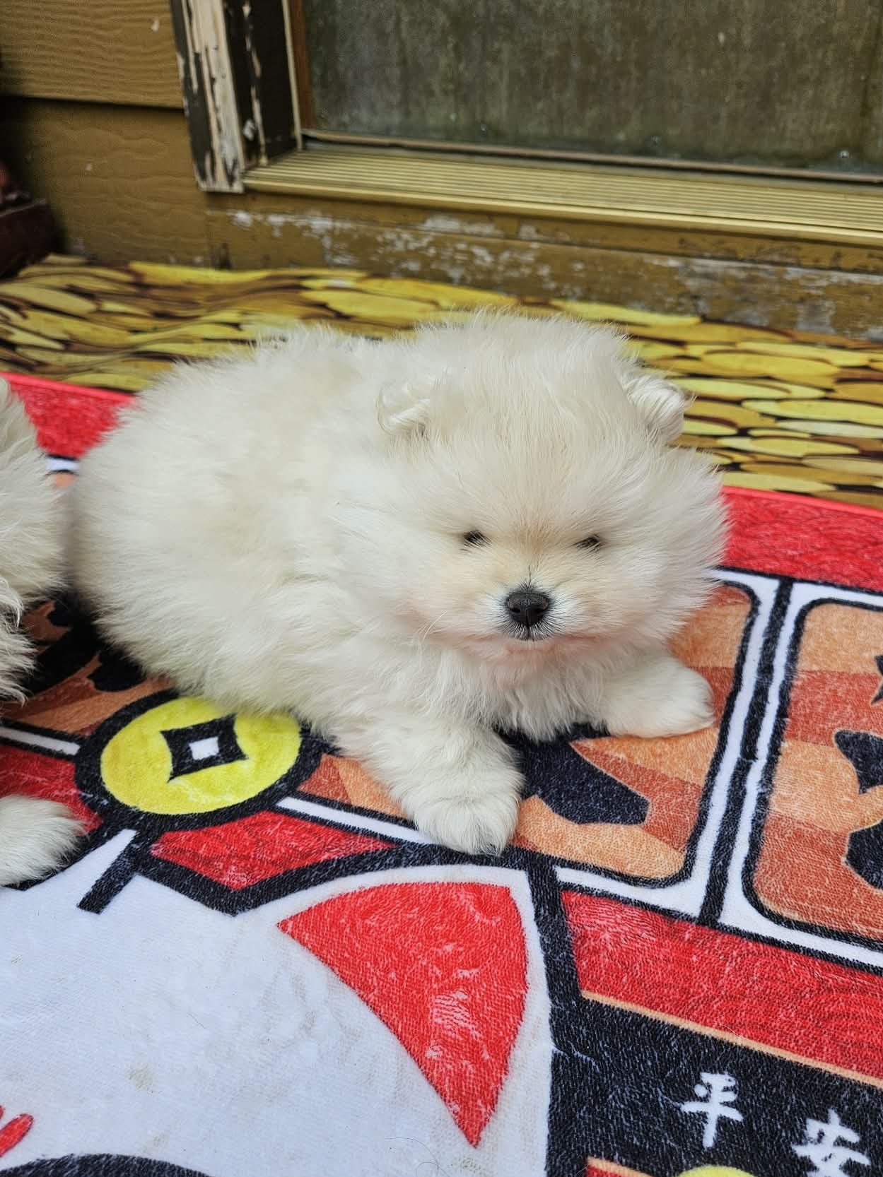 Little Brother – Pomeranian puppy for sale in Spanaway, WA