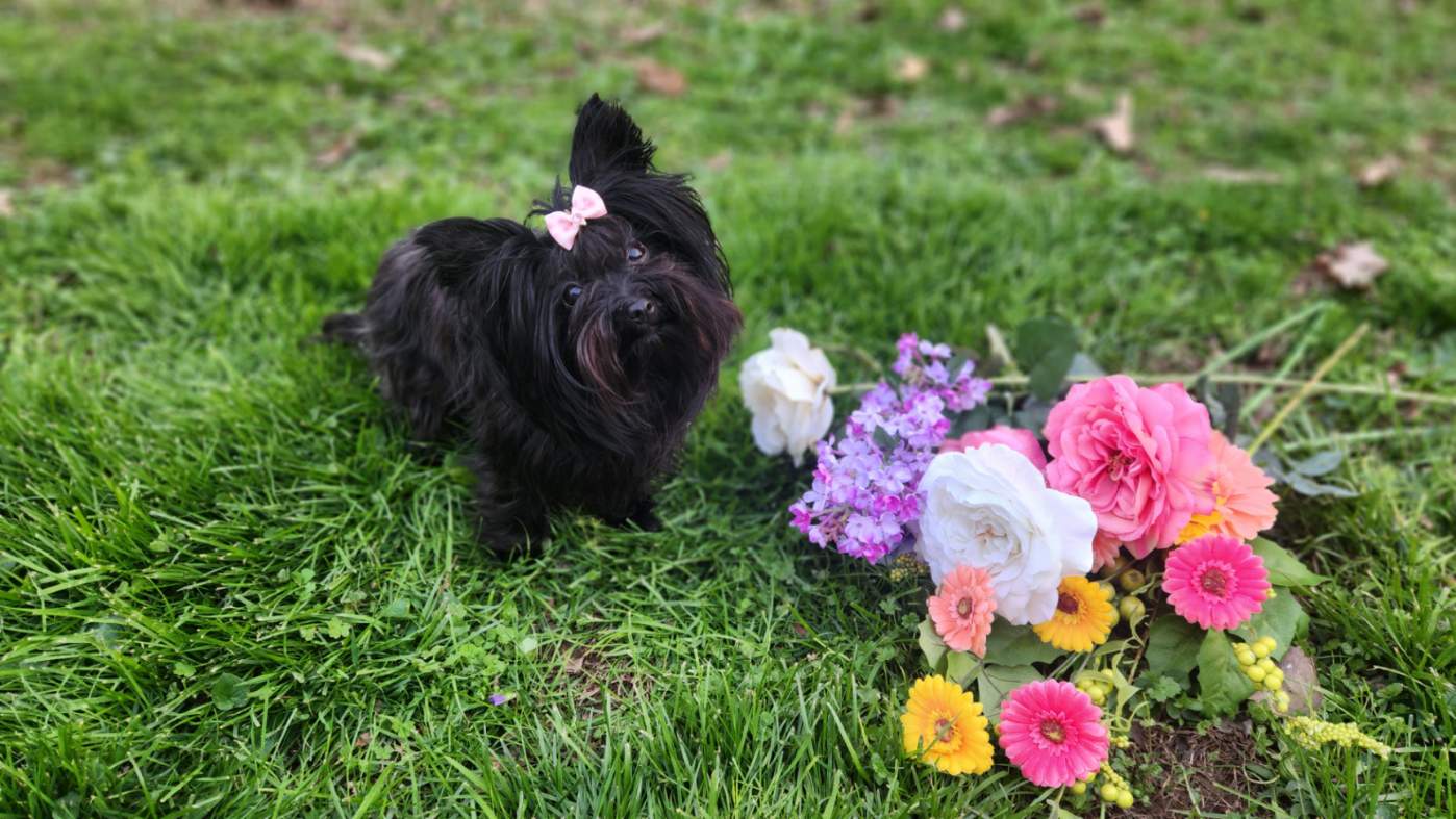 Lady – Yorkshire Terrier puppy for sale in Clover, SC