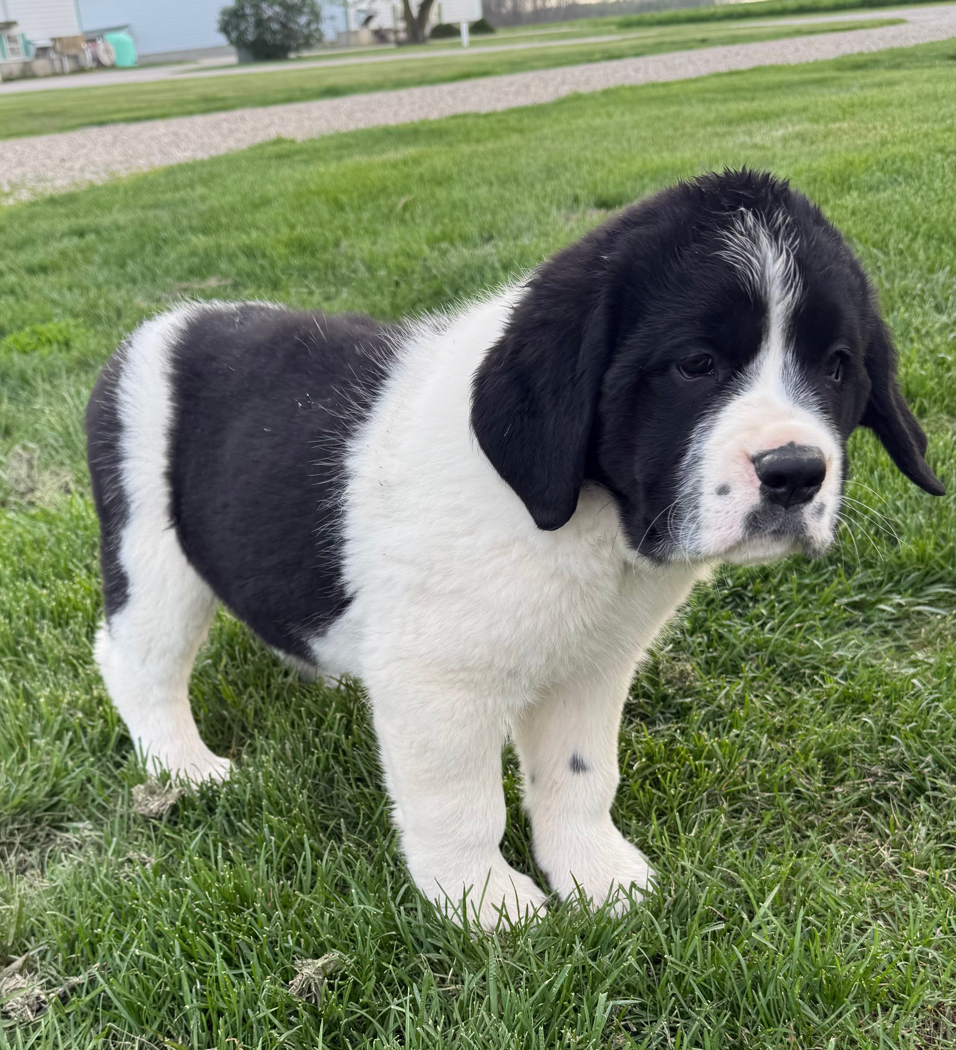 Daisy – Newfoundland, Saint Bernard puppy for sale in Geneva, IN