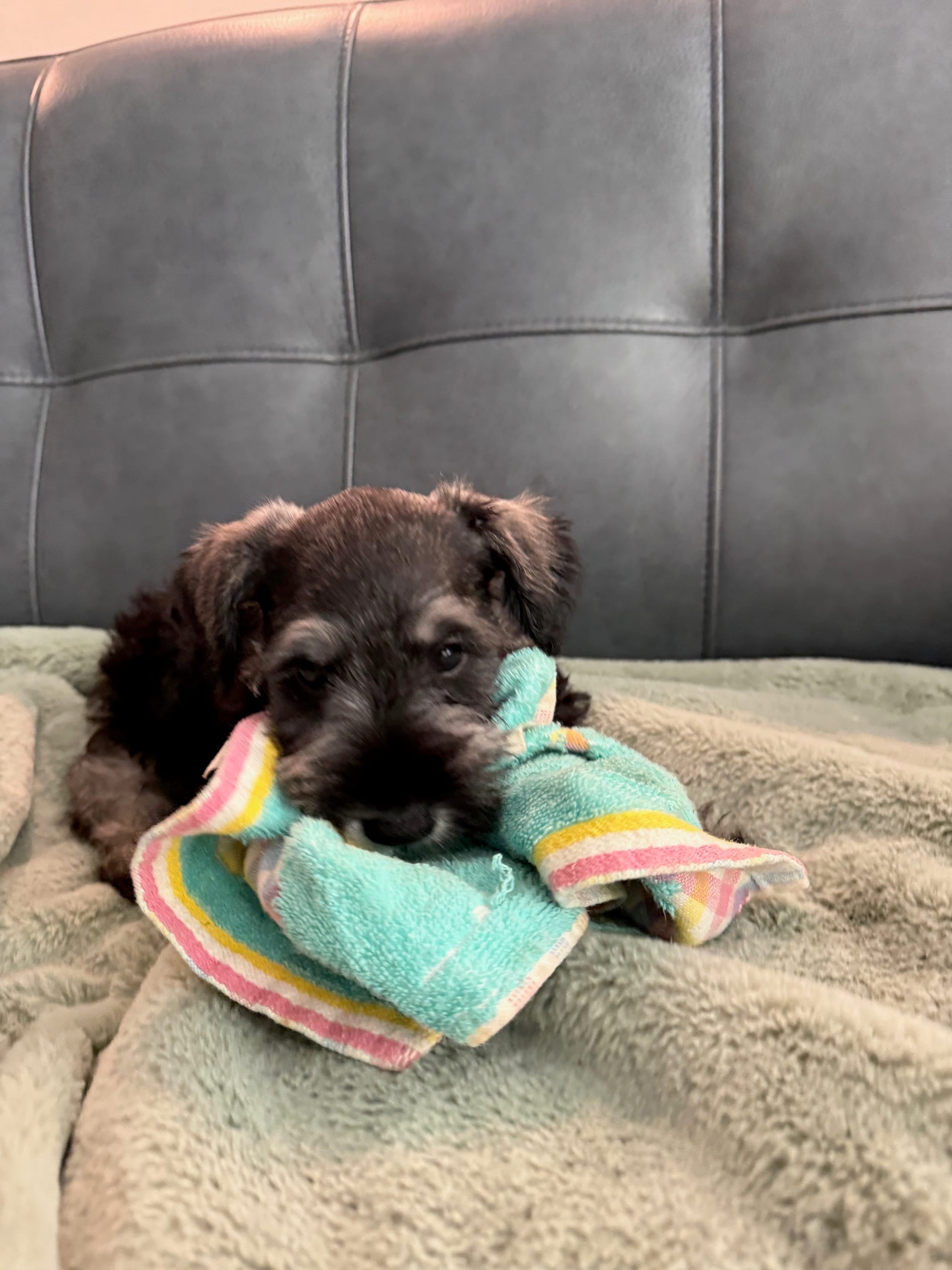 Banana – Miniature Schnauzer puppy for sale in Fort Worth, TX