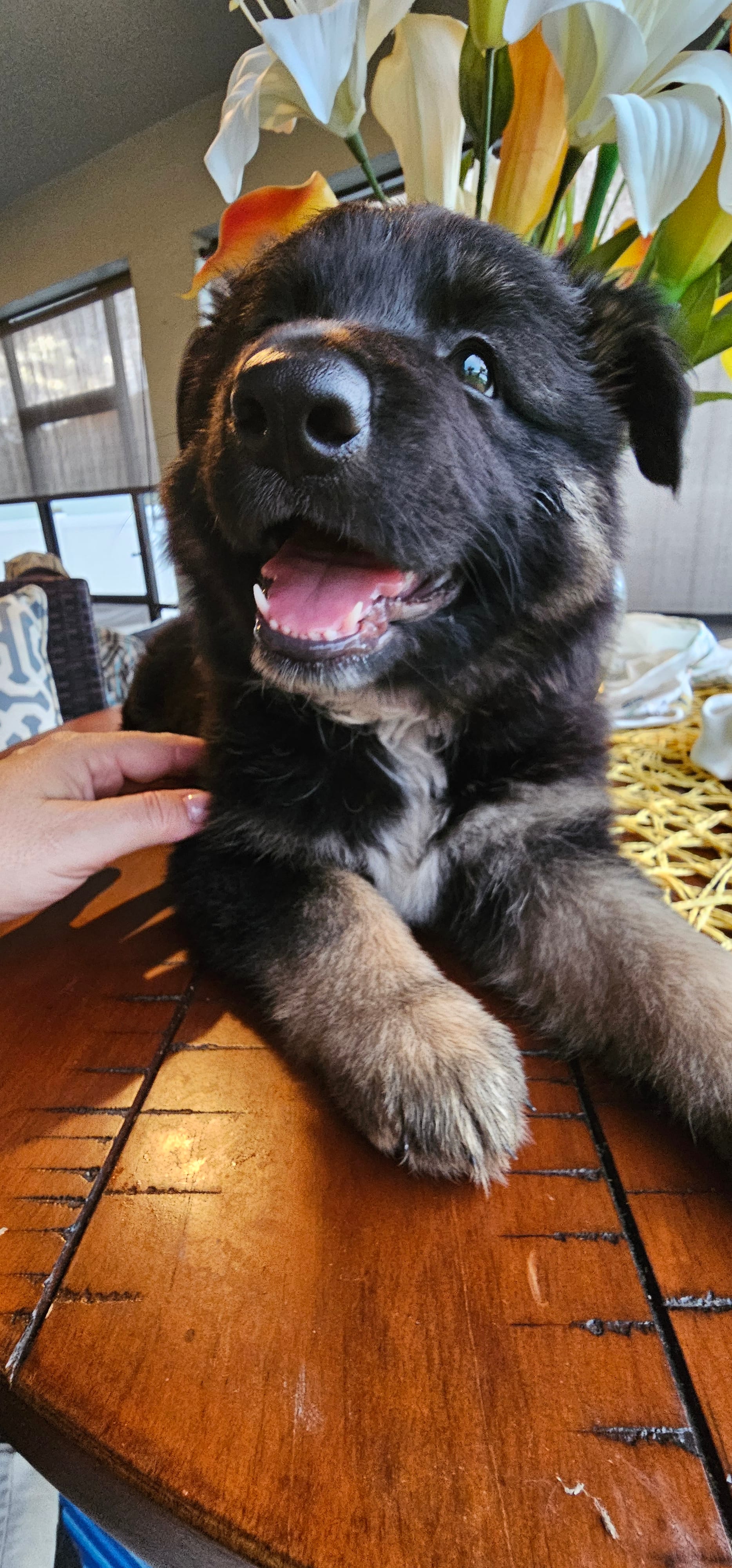Female  – German Shepherd Dog puppy for sale in Palm Coast, FL