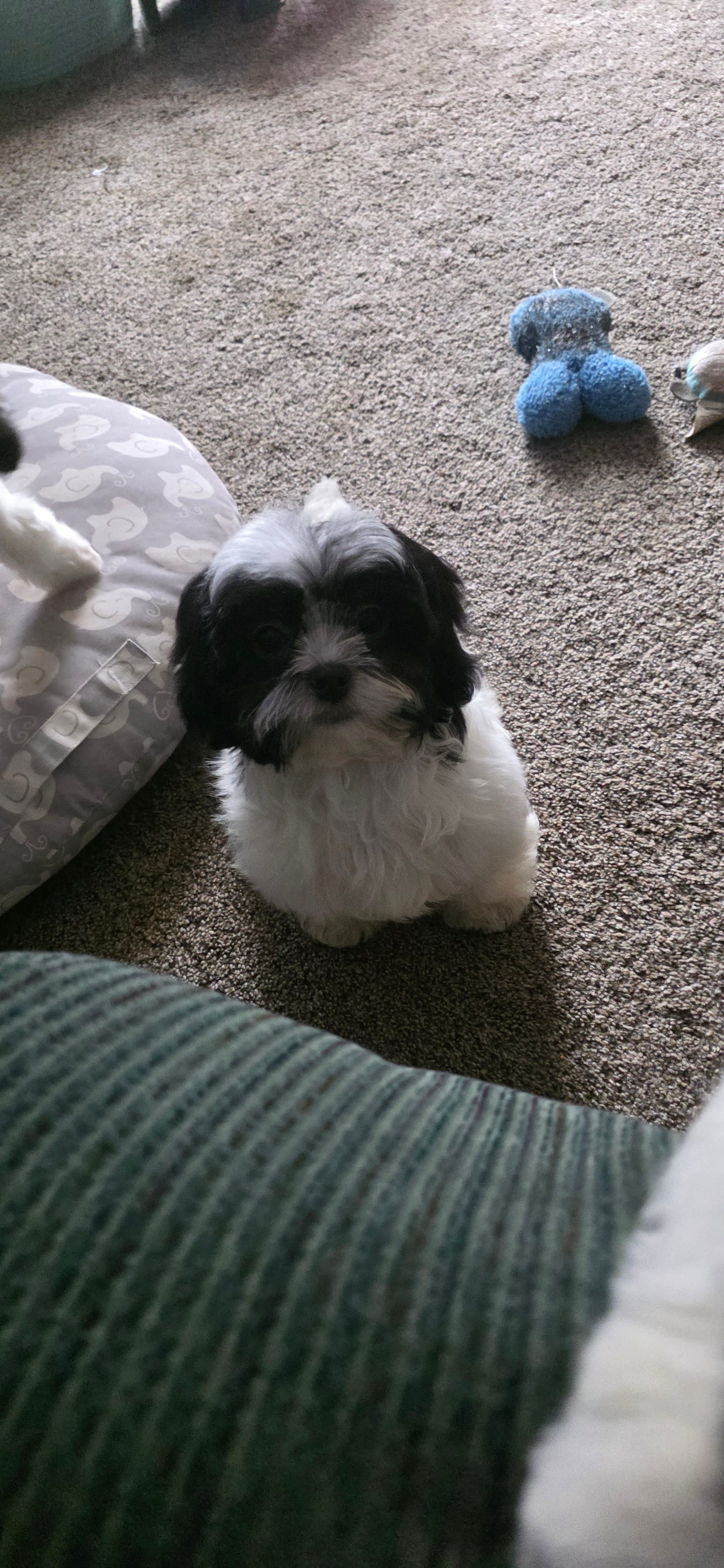 Trixie – Shichon puppy for sale in Kirksville, MO