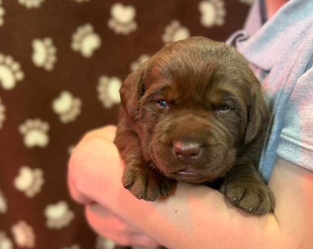 Tank – Labrador Retriever puppy for sale in Seneca Falls, NY