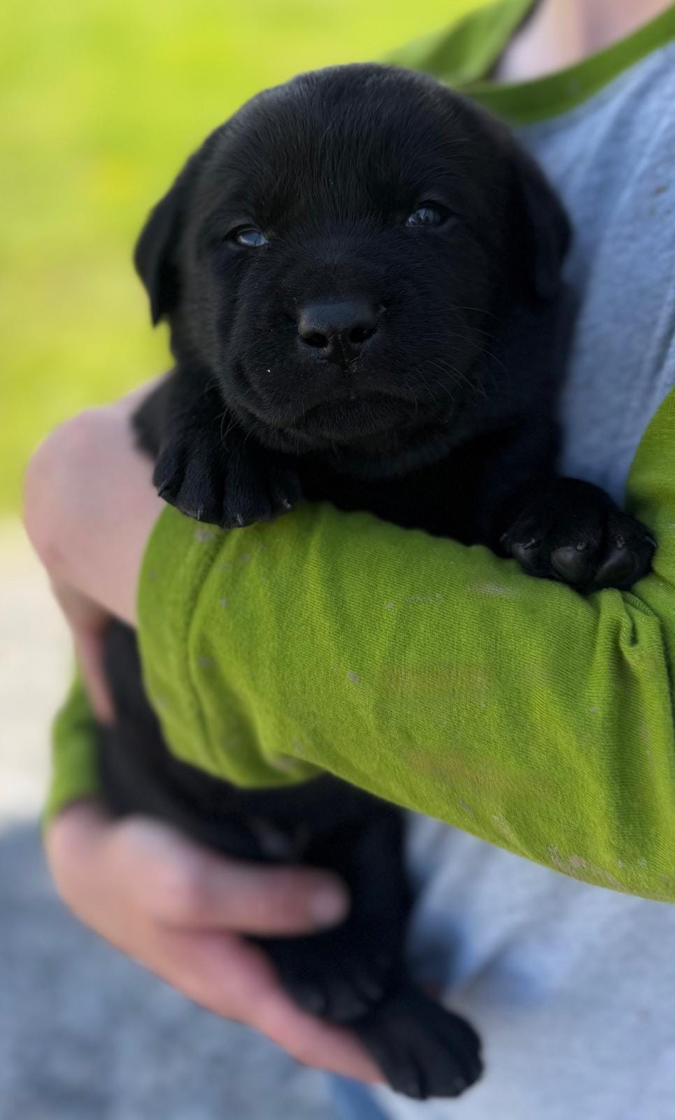 Tucker – Labrador Retriever puppy for sale in Seneca Falls, NY