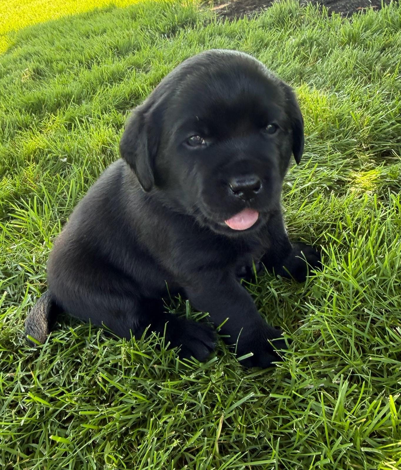 Ryder – Labrador Retriever puppy for sale in Seneca Falls, NY