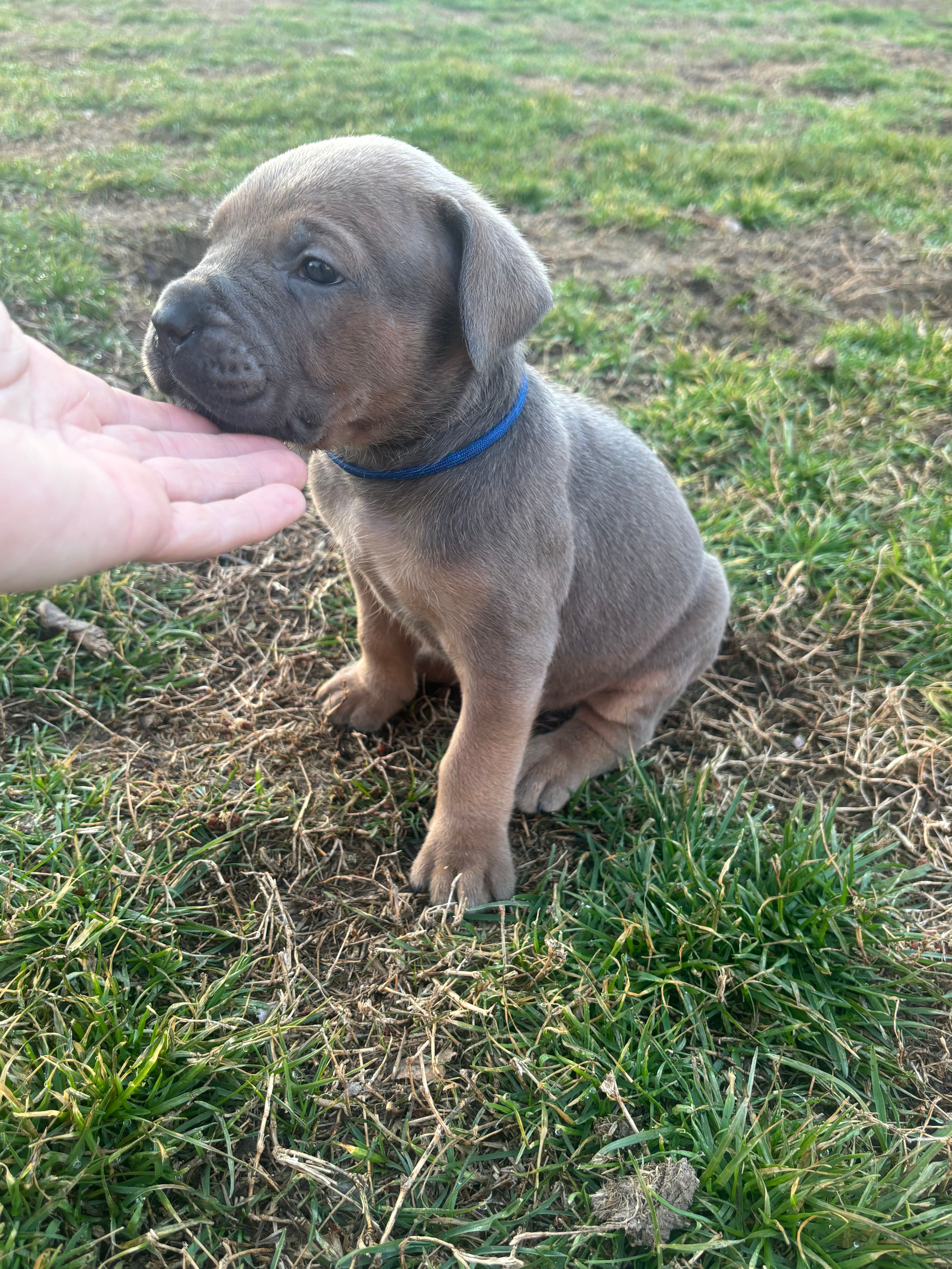 Huckleberry - AKC – Cane Corso puppy for sale in Columbia, MO