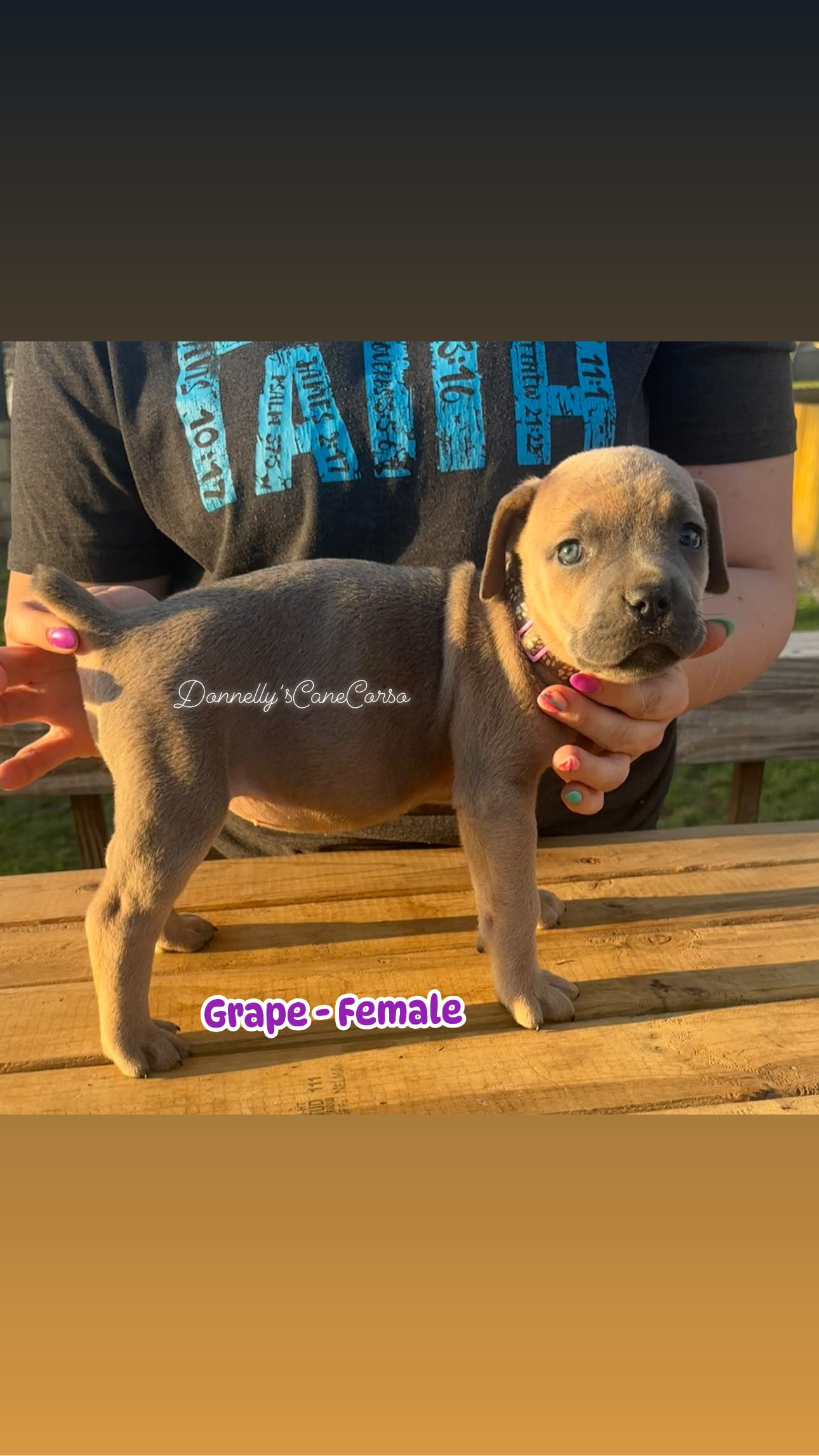 Grape - AKC – Cane Corso puppy for sale in Columbia, MO