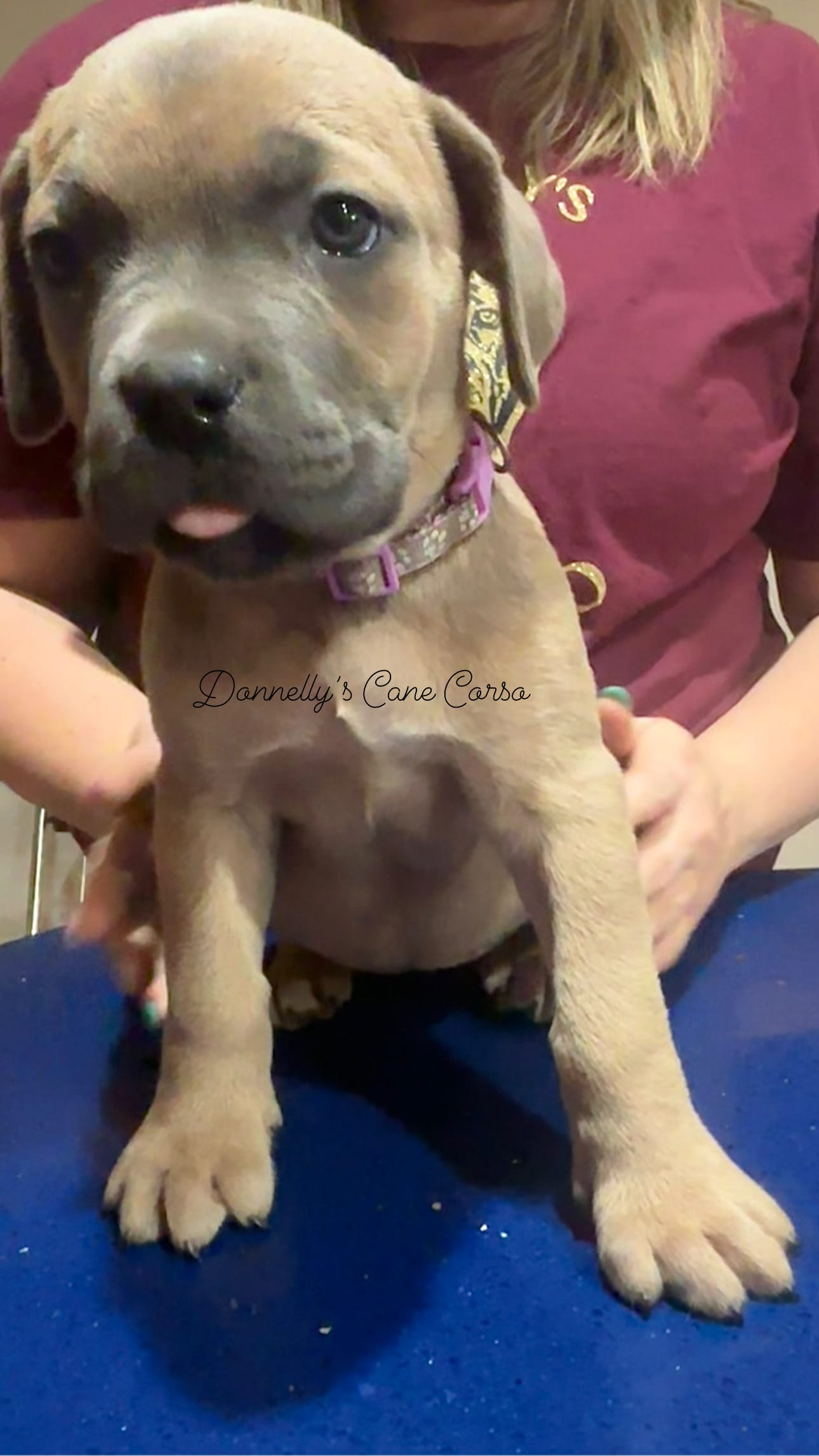 Grape - AKC – Cane Corso puppy for sale in Columbia, MO