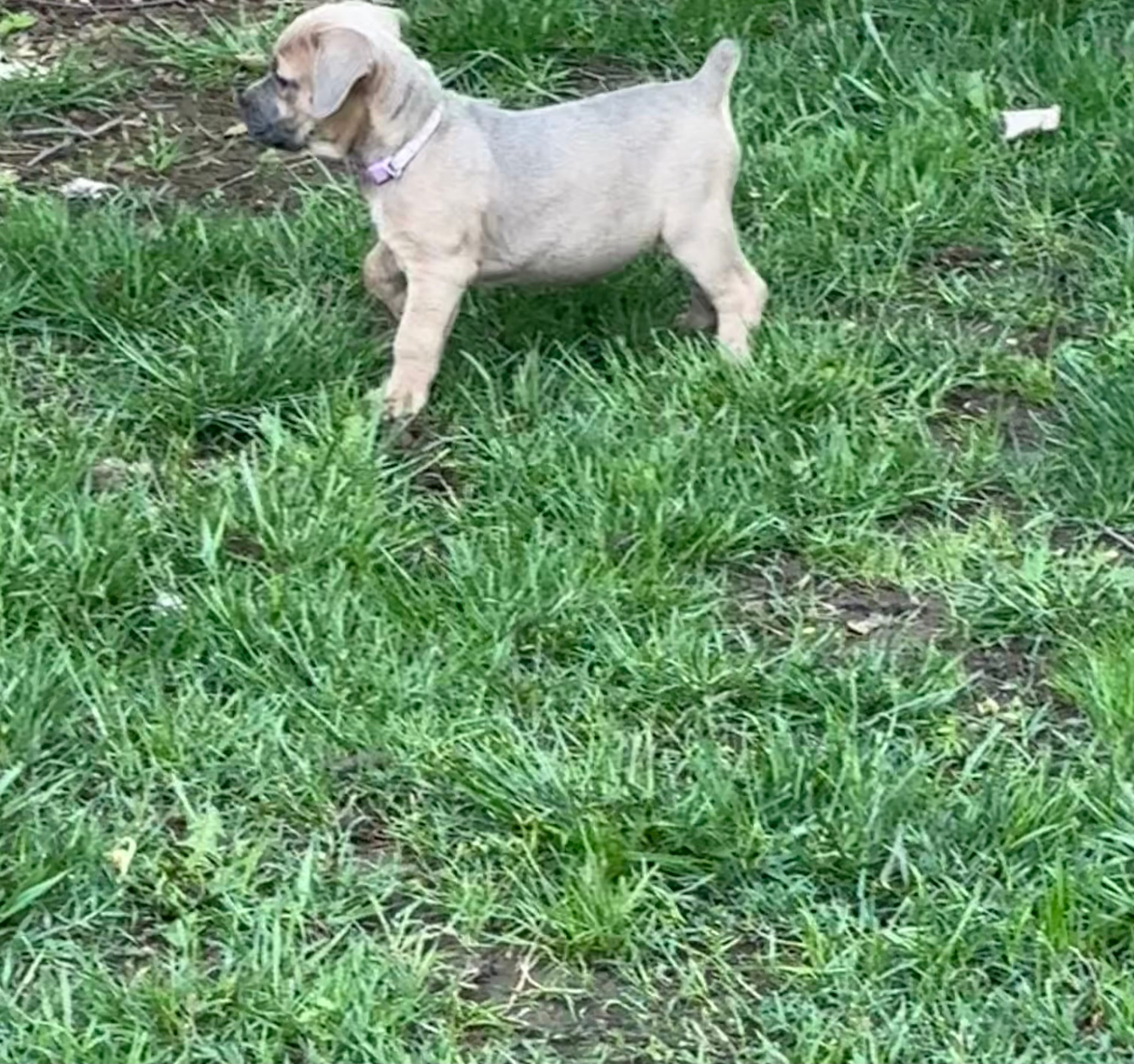 Grape - AKC – Cane Corso puppy for sale in Columbia, MO