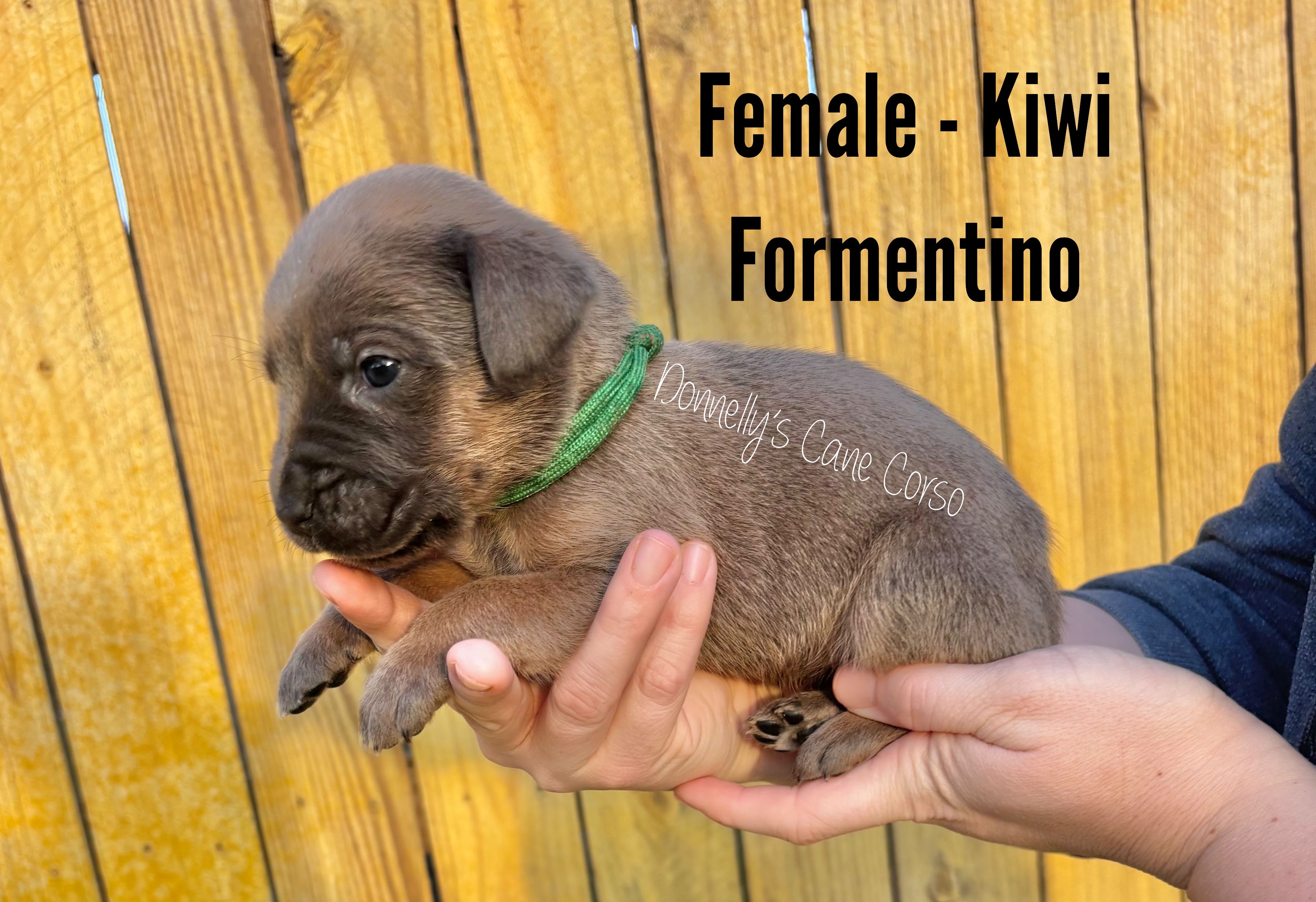 Kiwi - AKC – Cane Corso puppy for sale in Columbia, MO