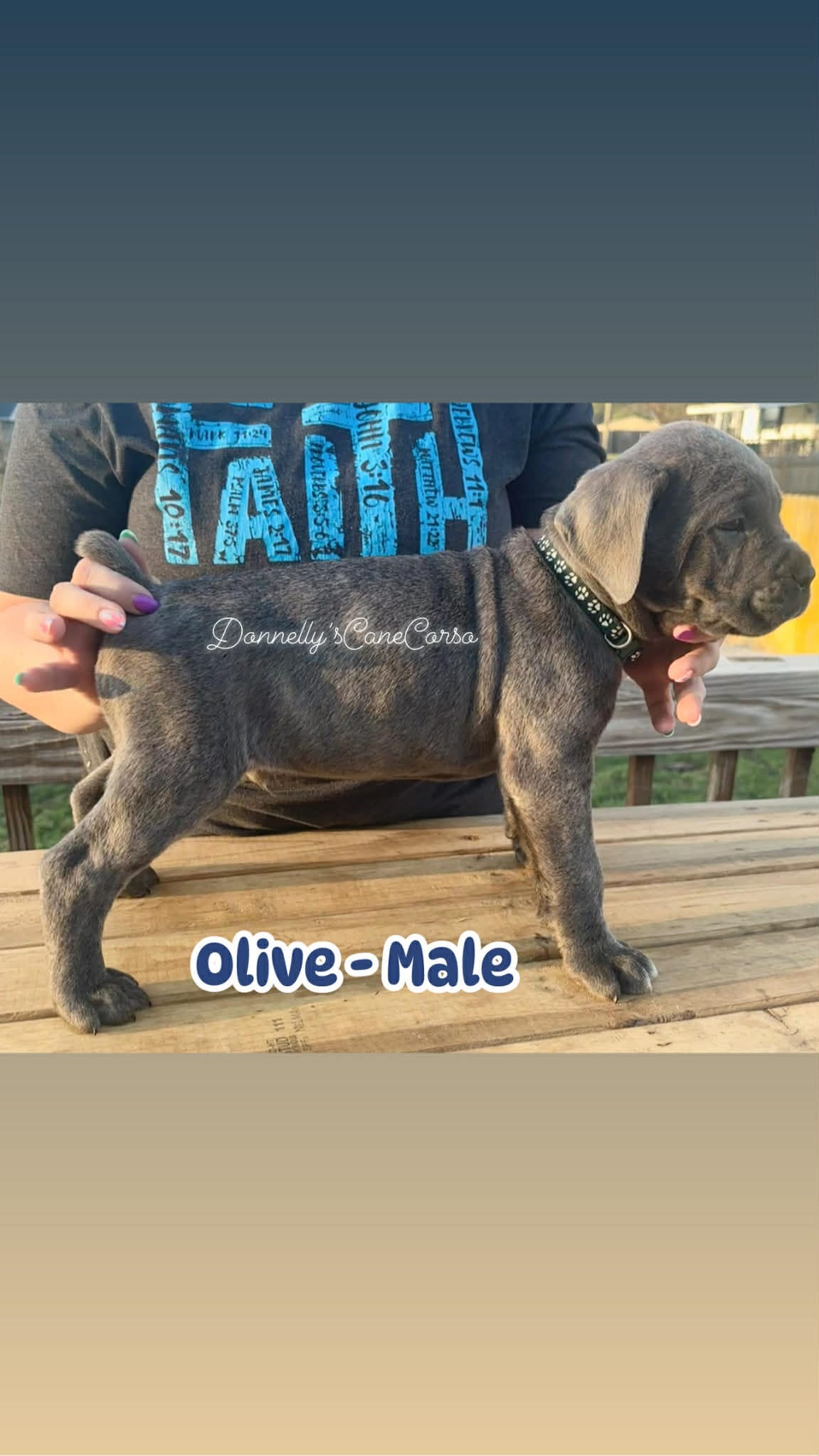 Olive - AKC – Cane Corso puppy for sale in Columbia, MO