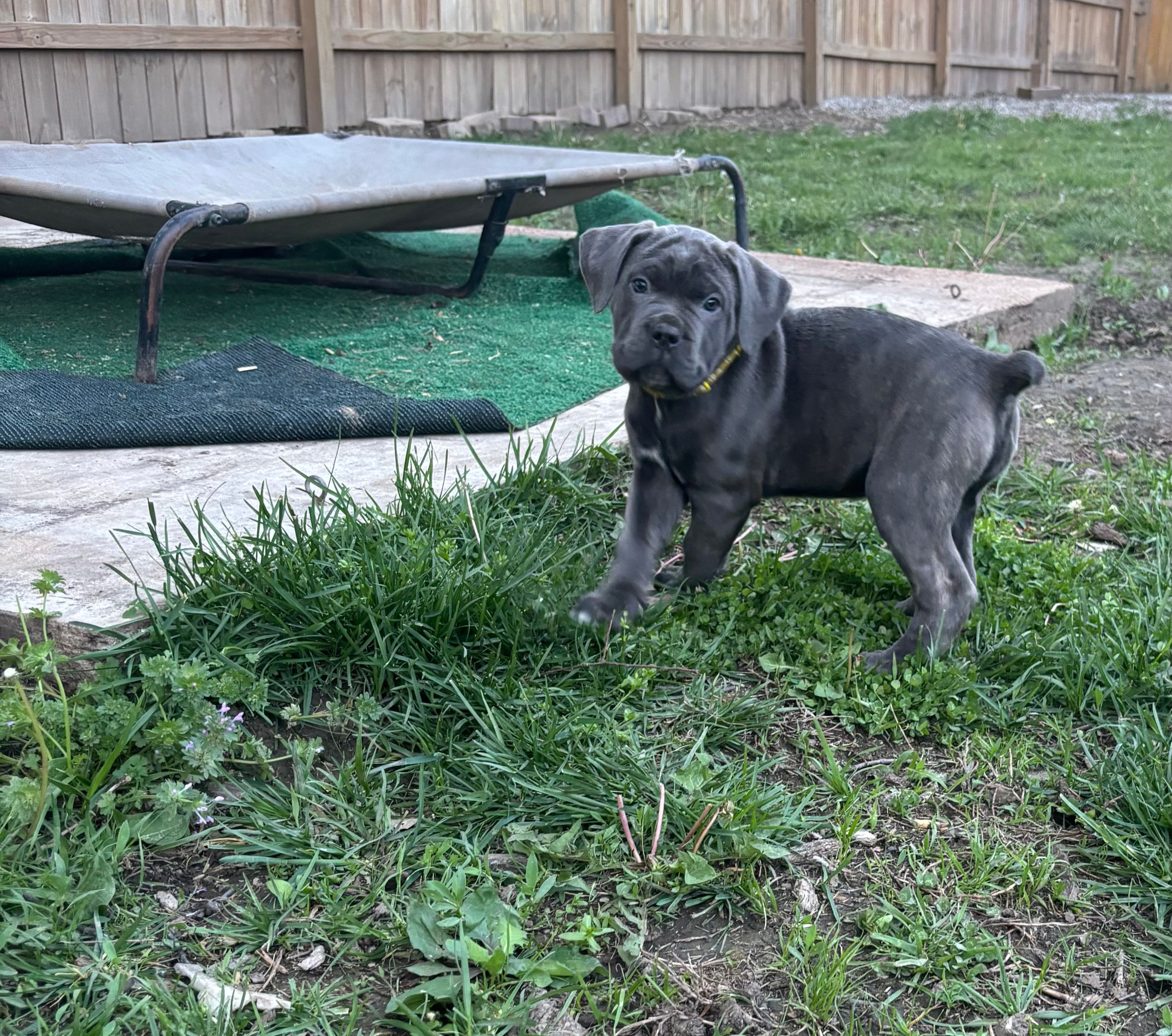 Lemon Drop - AKC – Cane Corso puppy for sale in Columbia, MO