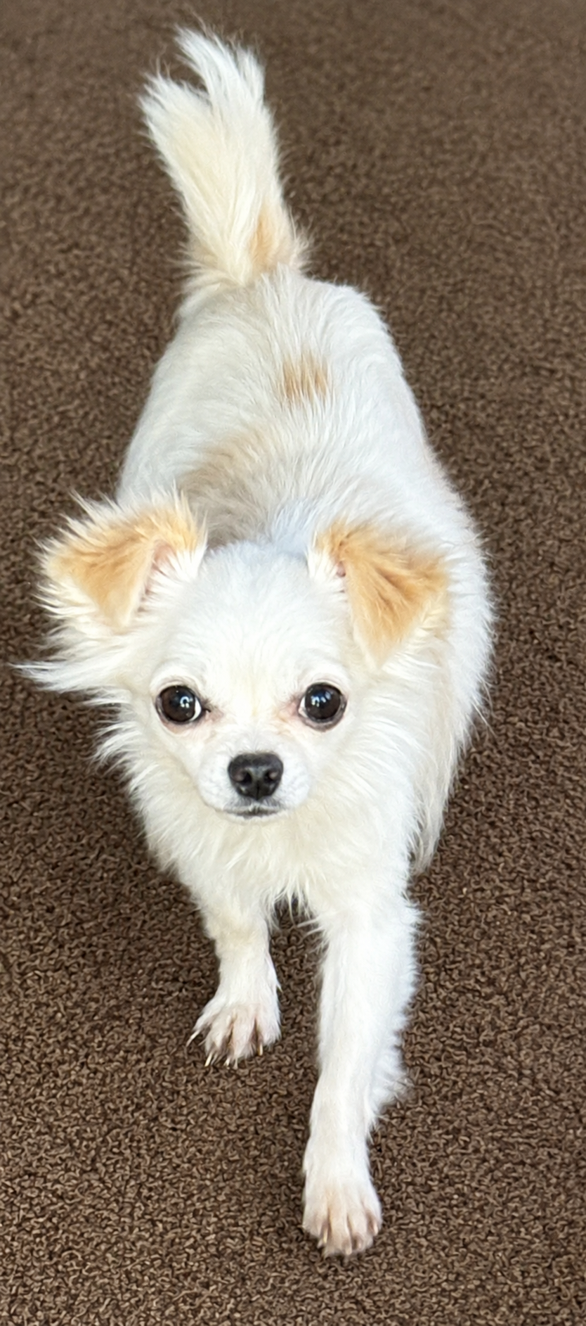 Snowbell – Chihuahua puppy for sale in Lakewood, WA